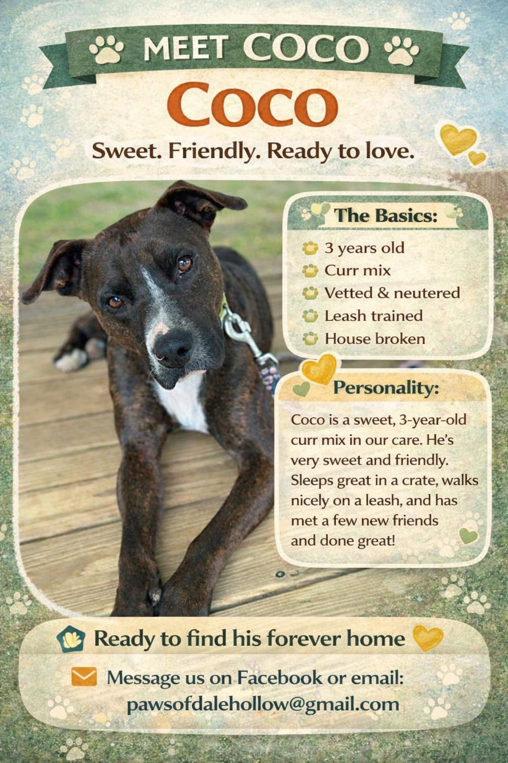 Enlarge Coco, a Adoptable mixed breed in Harwinton, CT image 1/5