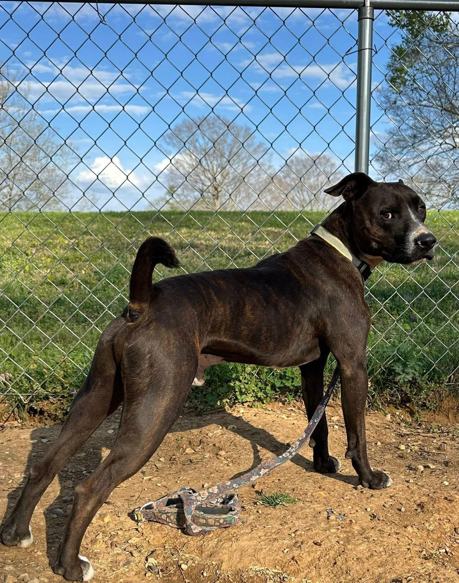 Enlarge Coco, a Adoptable mixed breed in Harwinton, CT image 5/5