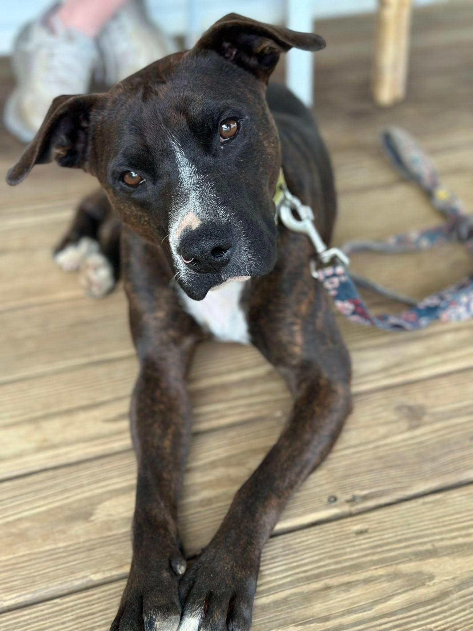 Enlarge Coco, a Adoptable mixed breed in Harwinton, CT image 4/5