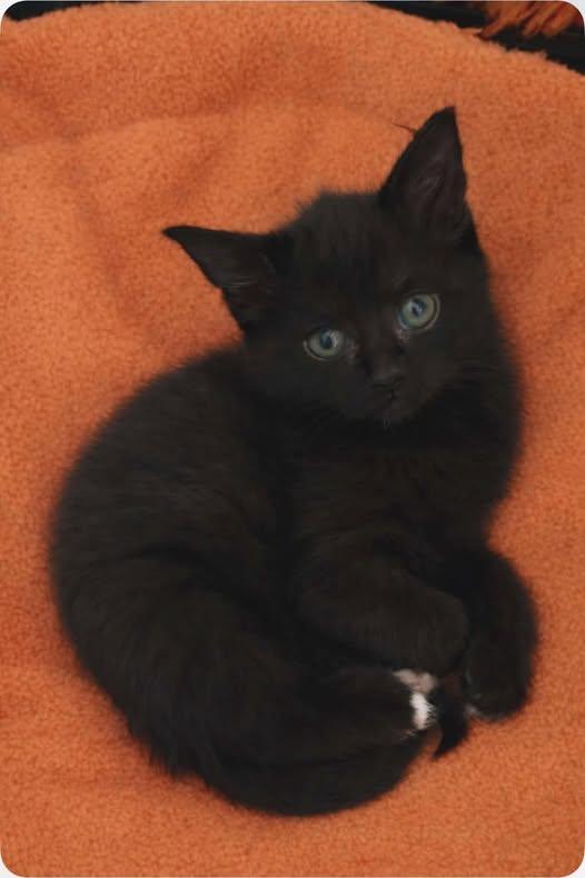 Enlarge Melo (rose), a ADOPTABLE Domestic Short Hair in Sainte-Martine, QC image 1/1