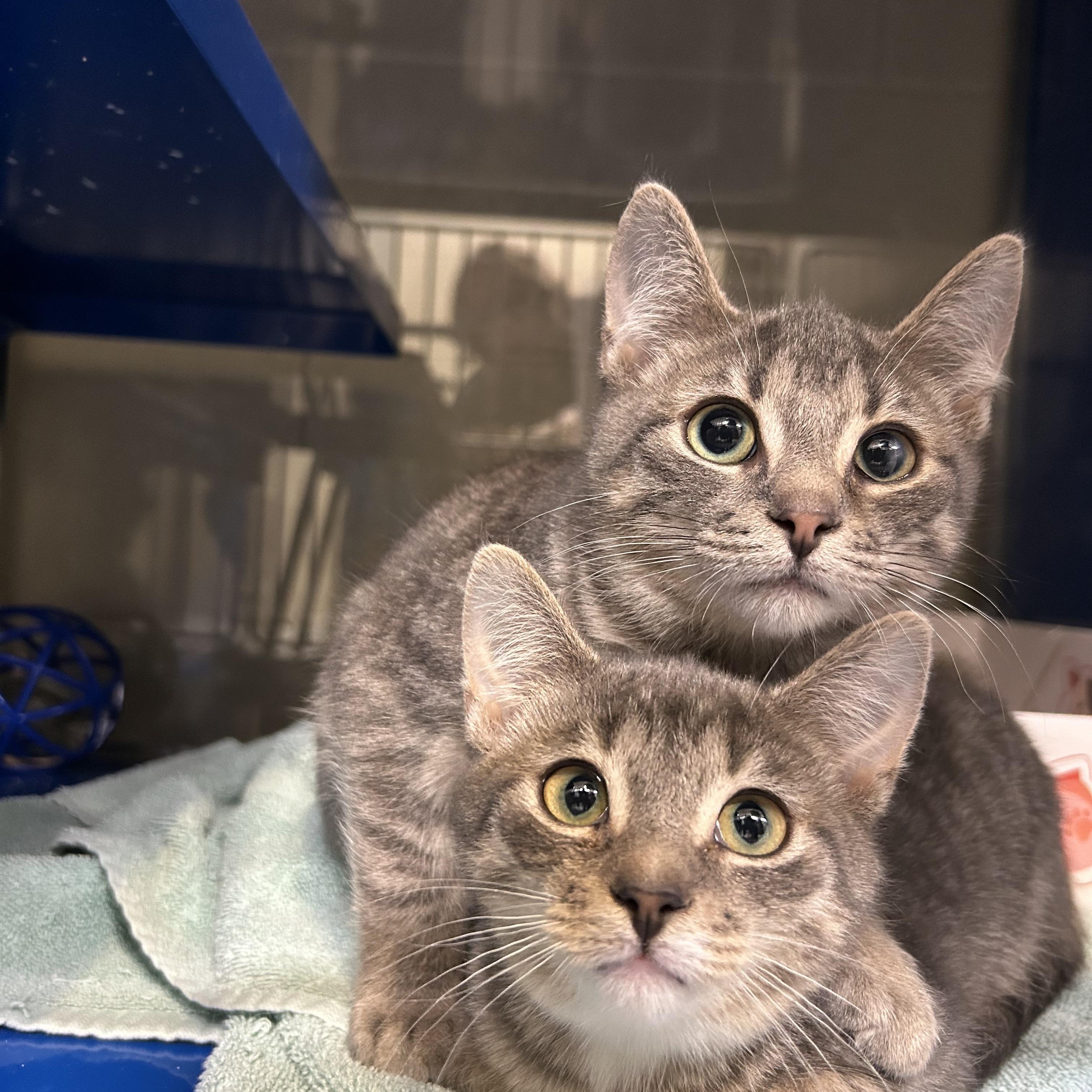 Goku *BONDED PAIR WITH BULMA*, a Adoptable Domestic Short Hair in Caledon, ON image 2/4