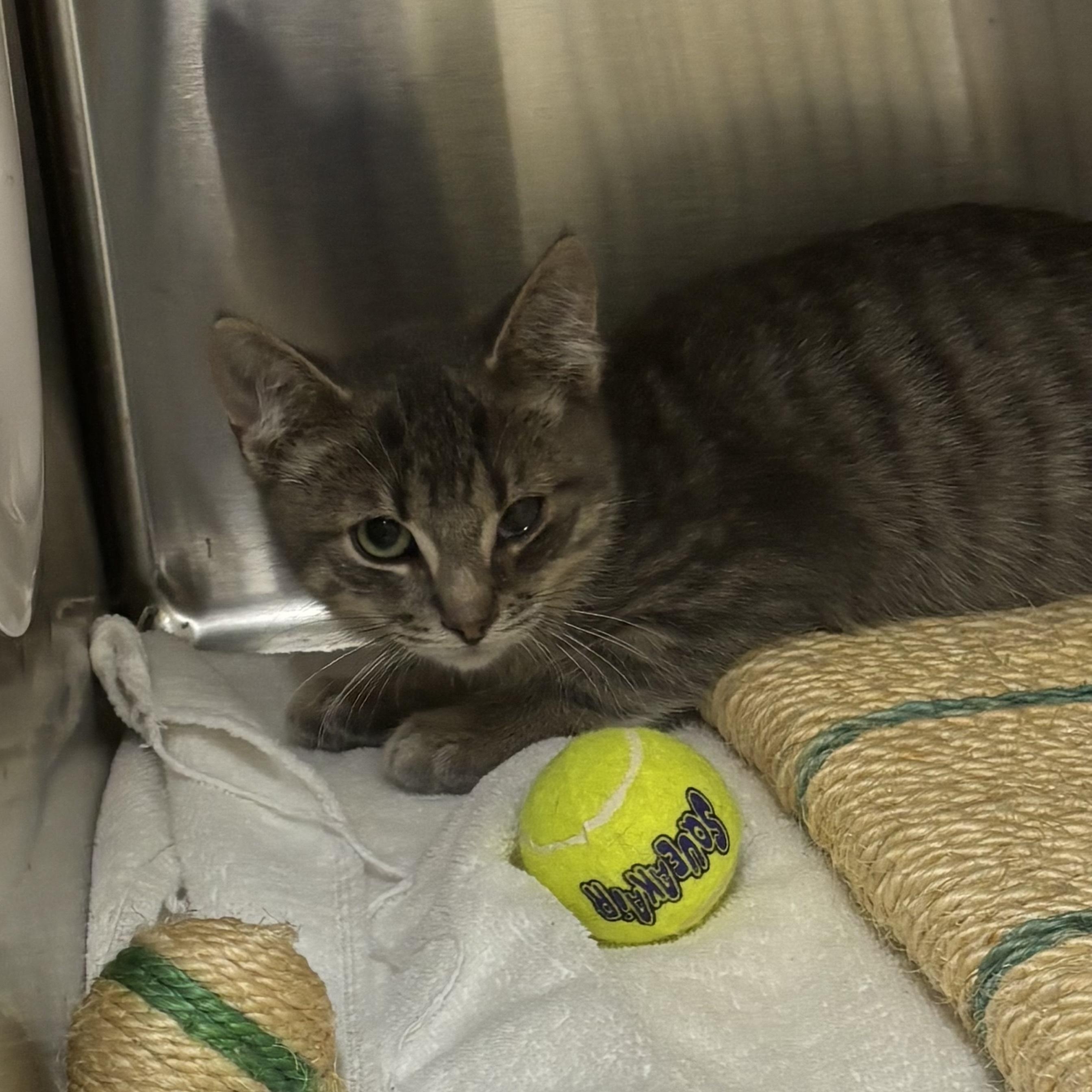 Goku *BONDED PAIR WITH BULMA*, a Adoptable Domestic Short Hair in Caledon, ON image 3/4