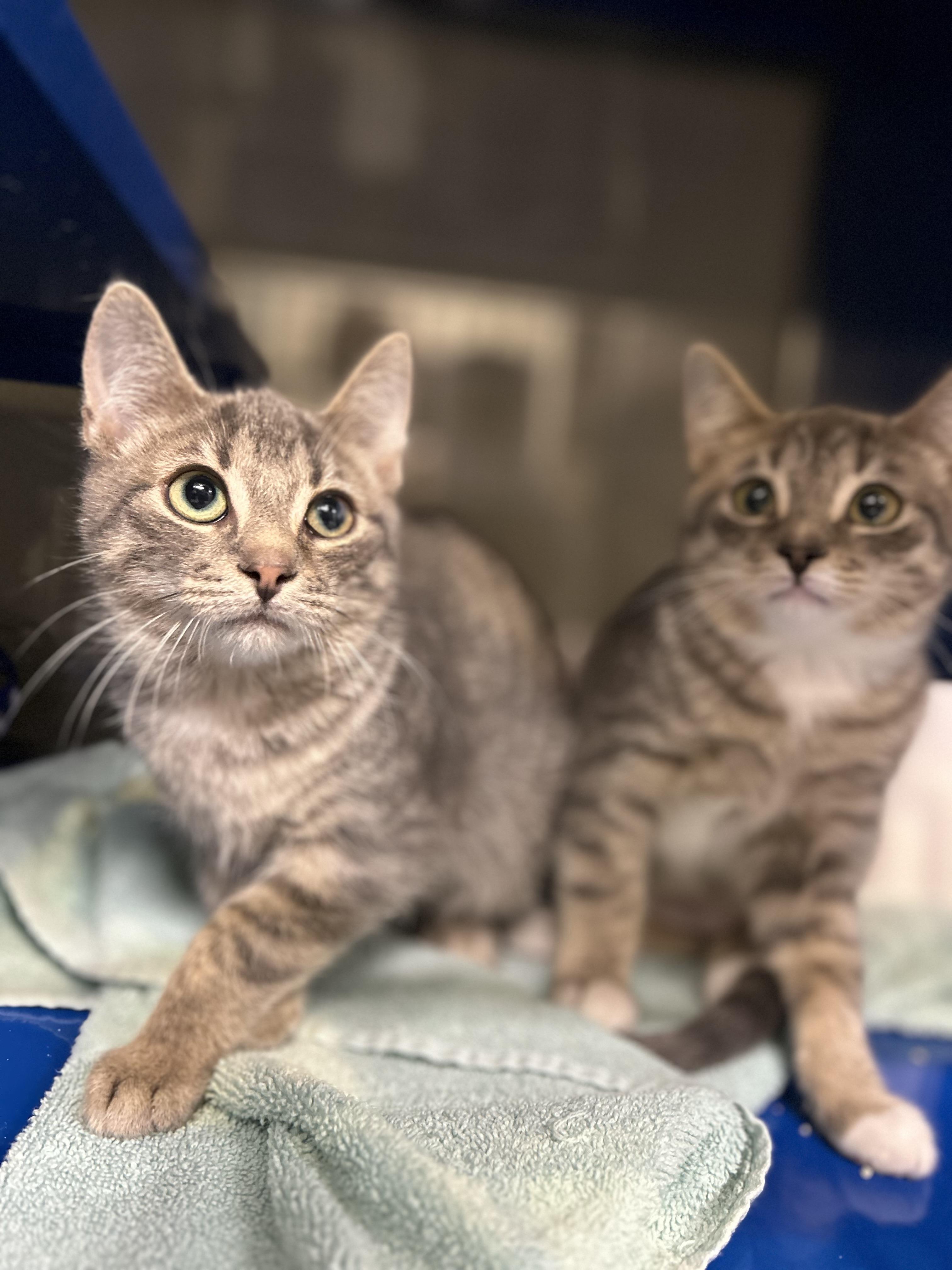 Goku *BONDED PAIR WITH BULMA*, a Adoptable Domestic Short Hair in Caledon, ON image 1/4