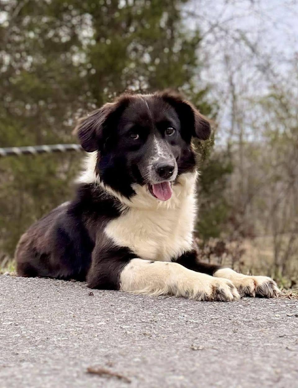 LUNA, adopted, Young Female Border Collie.
