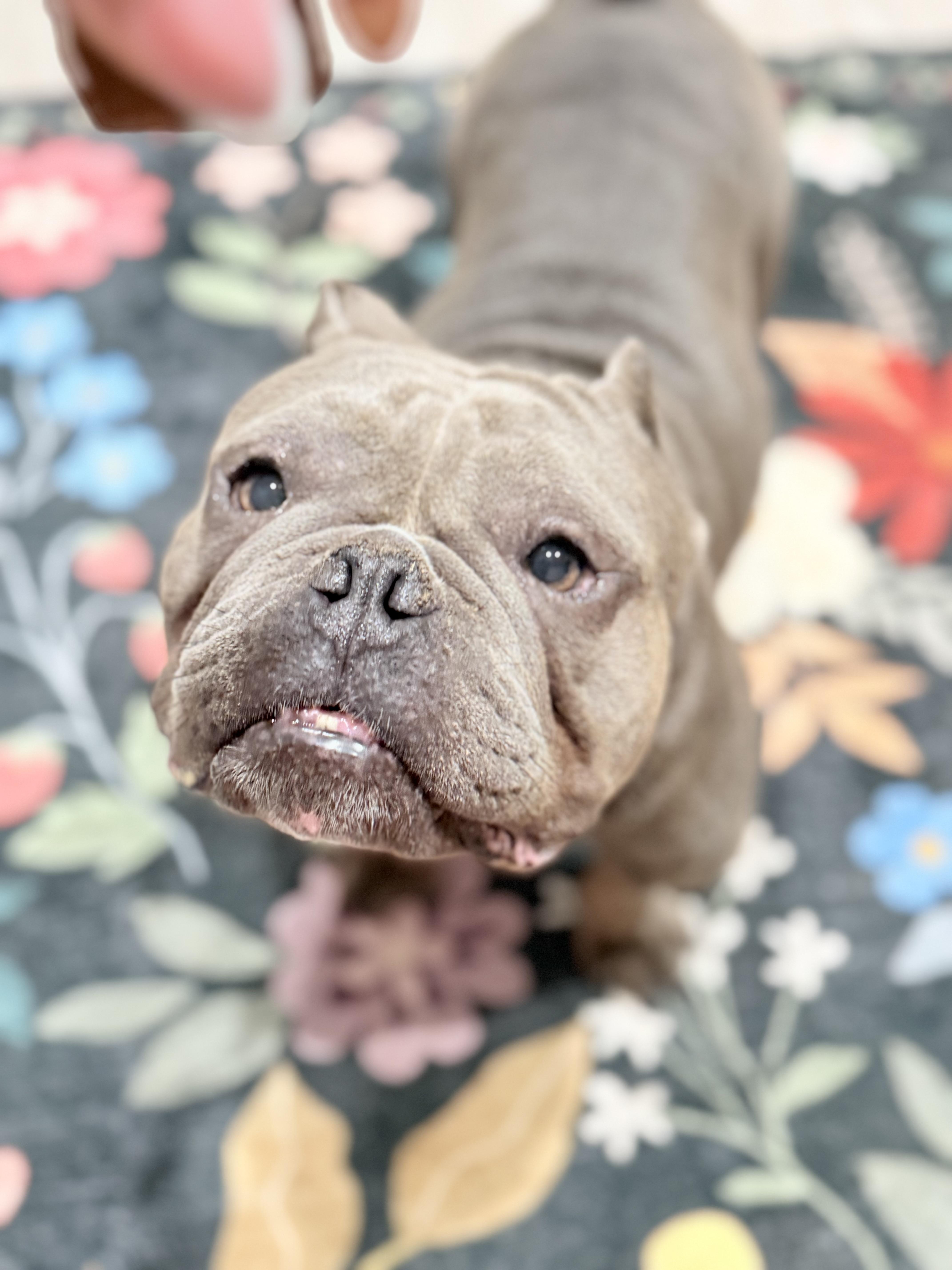 Enlarge Dolce, a Adoptable mixed breed in Corona, CA image 2/6
