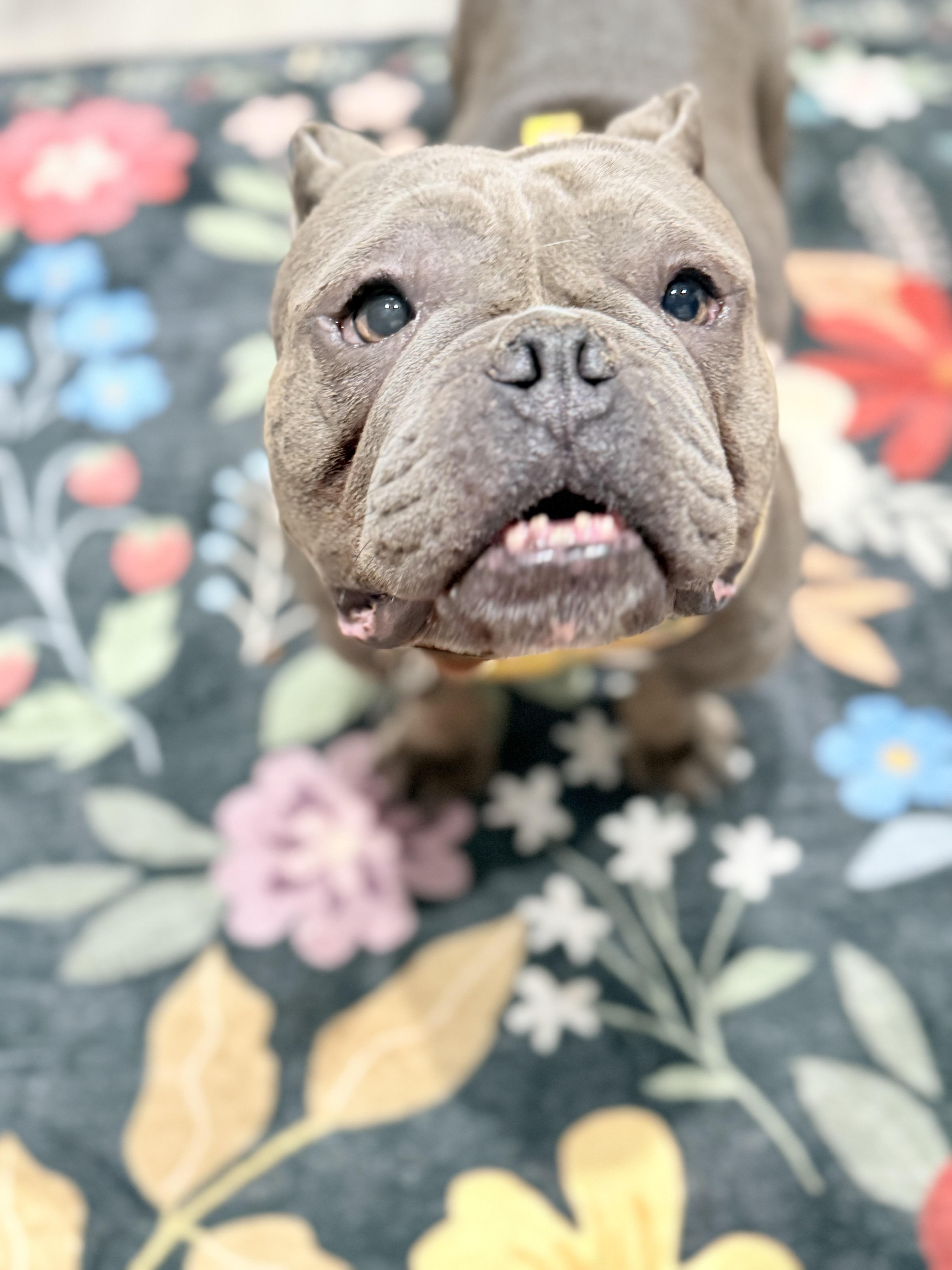 Enlarge Dolce, a Adoptable mixed breed in Corona, CA image 5/6