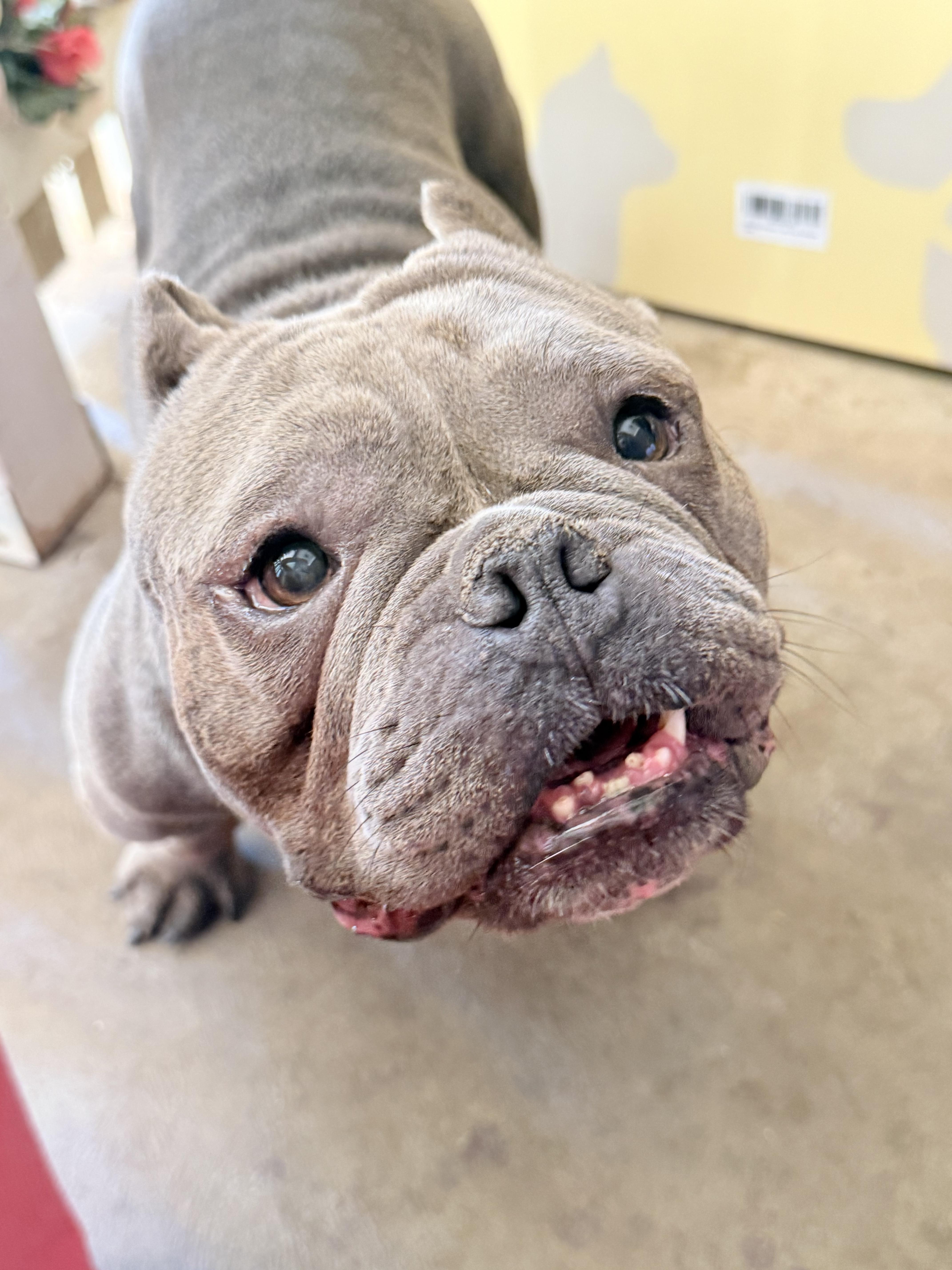Enlarge Dolce, a Adoptable mixed breed in Corona, CA image 6/6