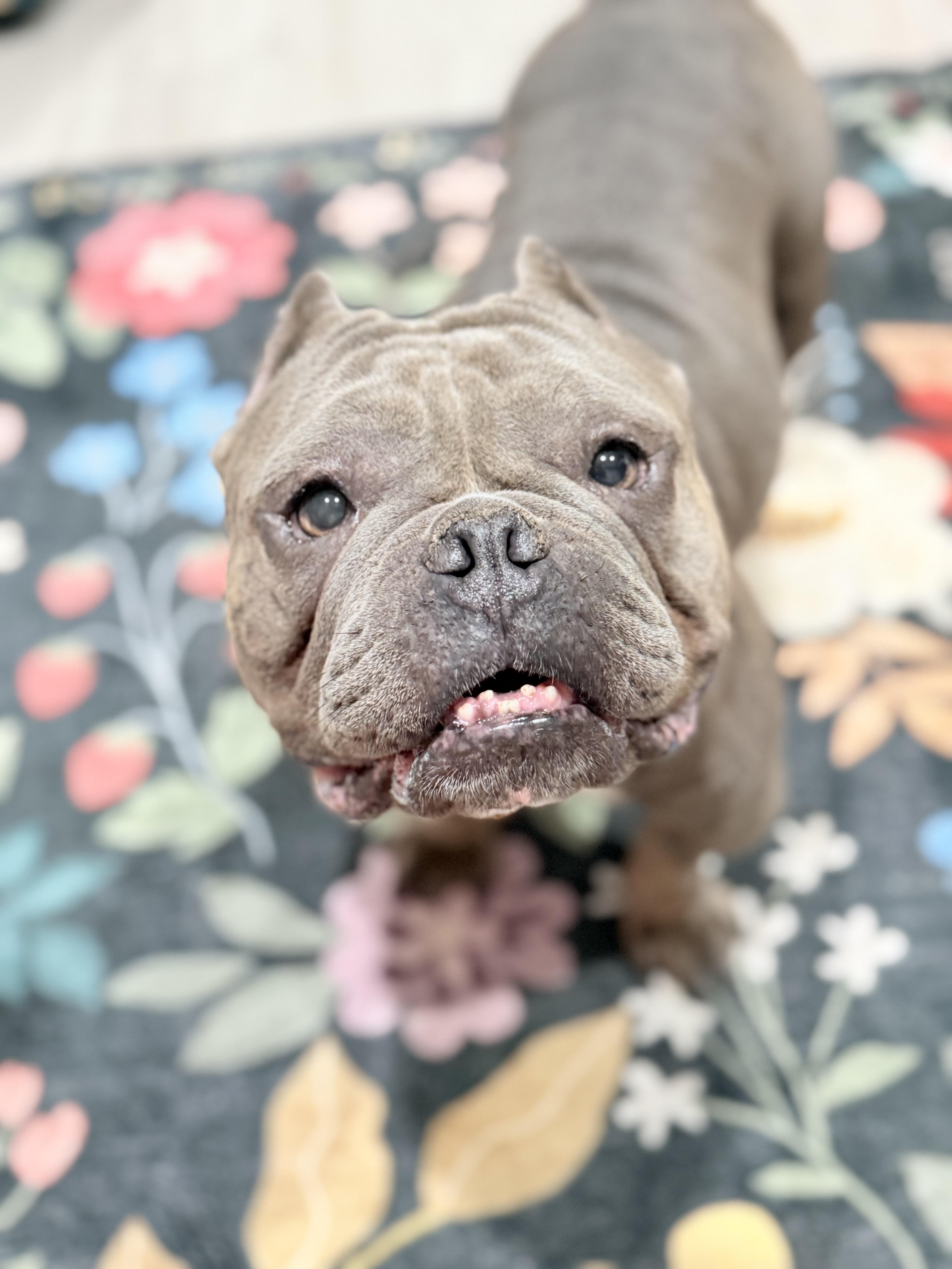Dolce, Adoptable, Adult Female American Bully.