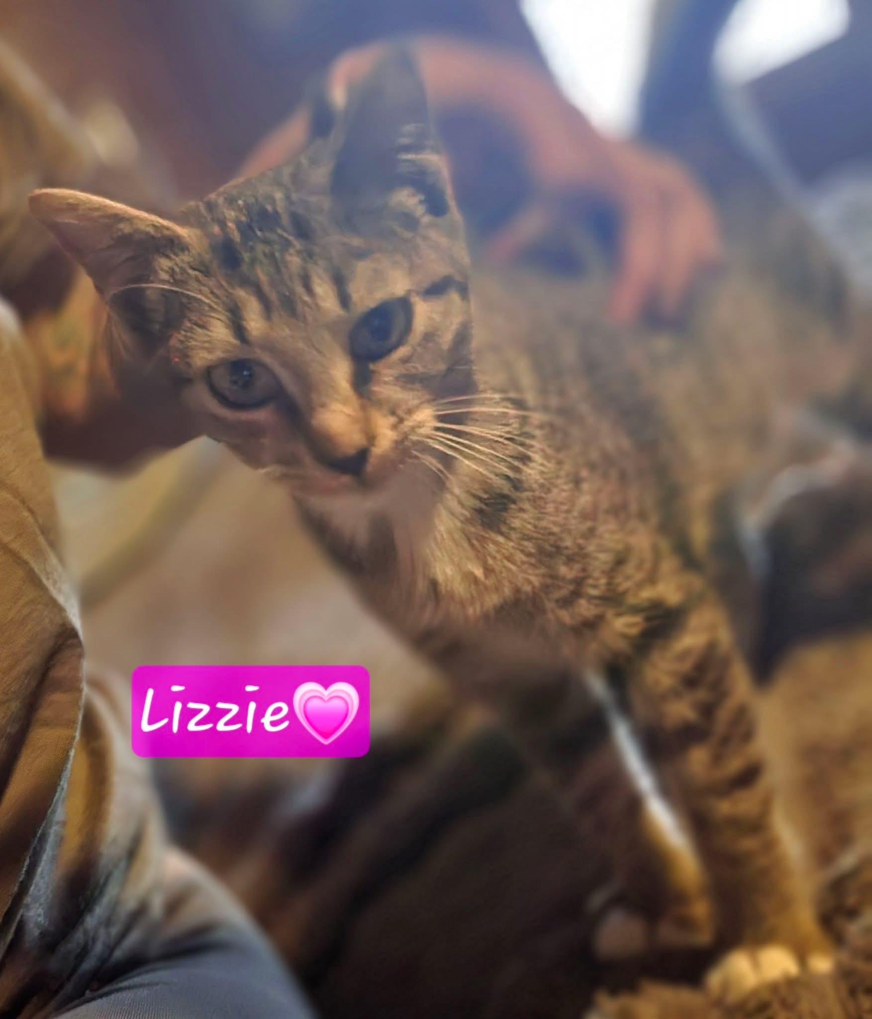 Lizzie, Adoptable, Kitten Female Domestic Short Hair.