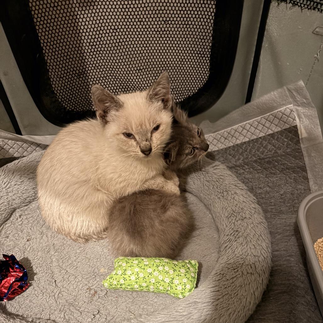 Georgina — thumbnail 4