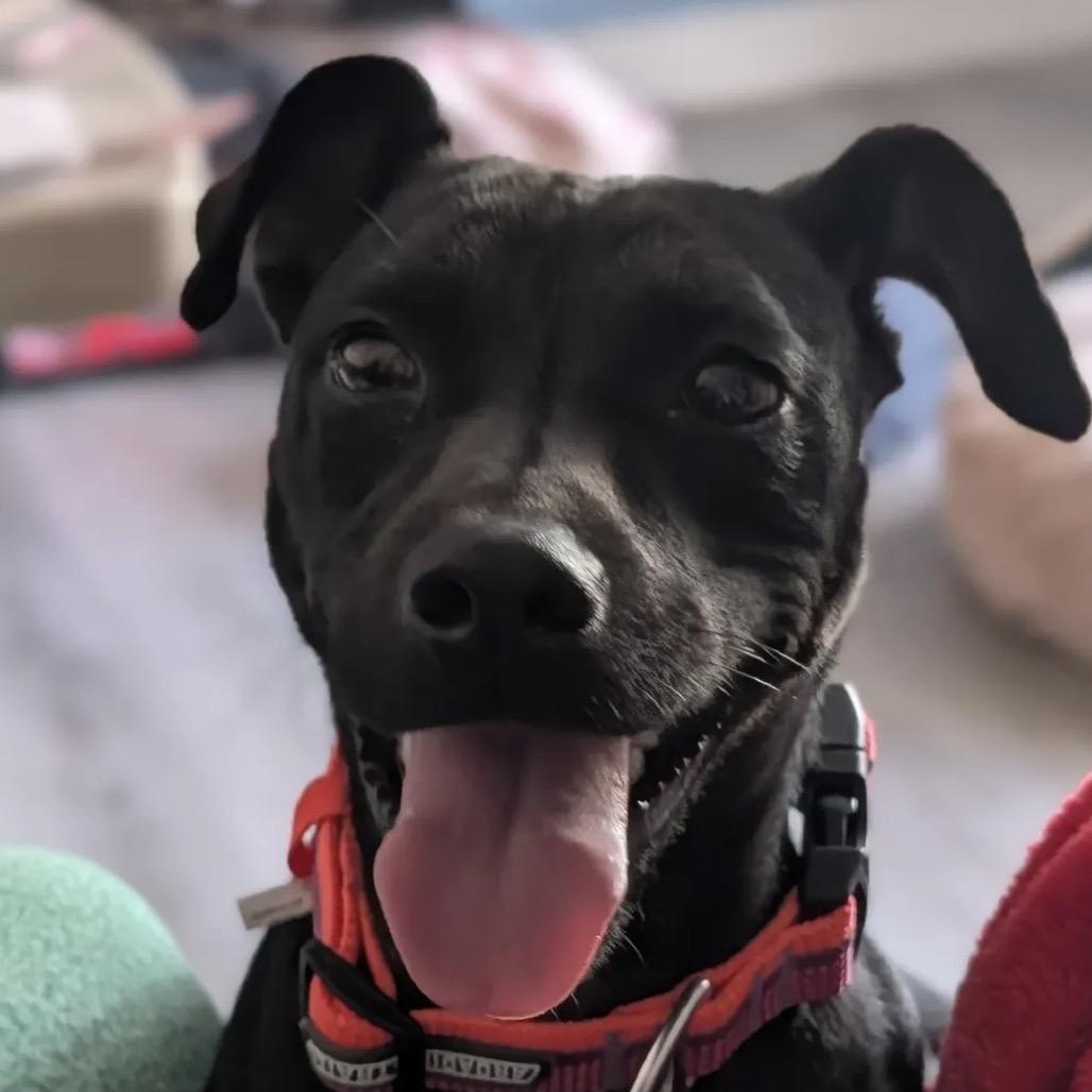 Honor, Adoptable, Young Female Black Labrador Retriever.