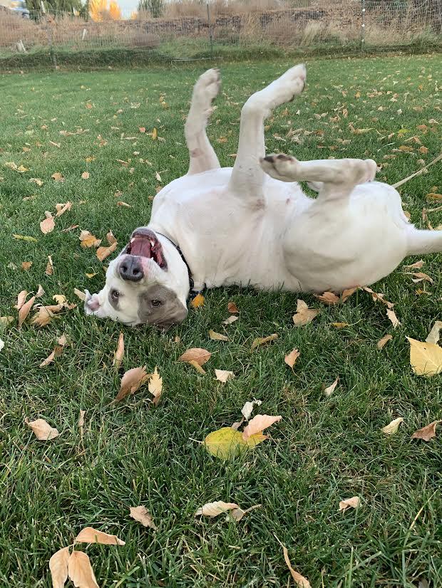 Keesha, a Adoptable mixed breed in Walla Walla, WA image 2/6