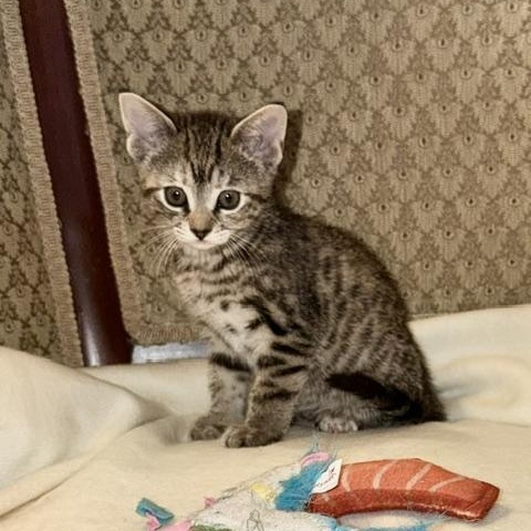 Enlarge Hazel, a Adoptable Domestic Short Hair in Ottawa, ON image 4/5