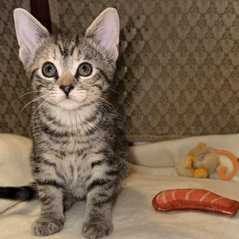 Enlarge Hazel, a Adoptable Domestic Short Hair in Ottawa, ON image 5/5