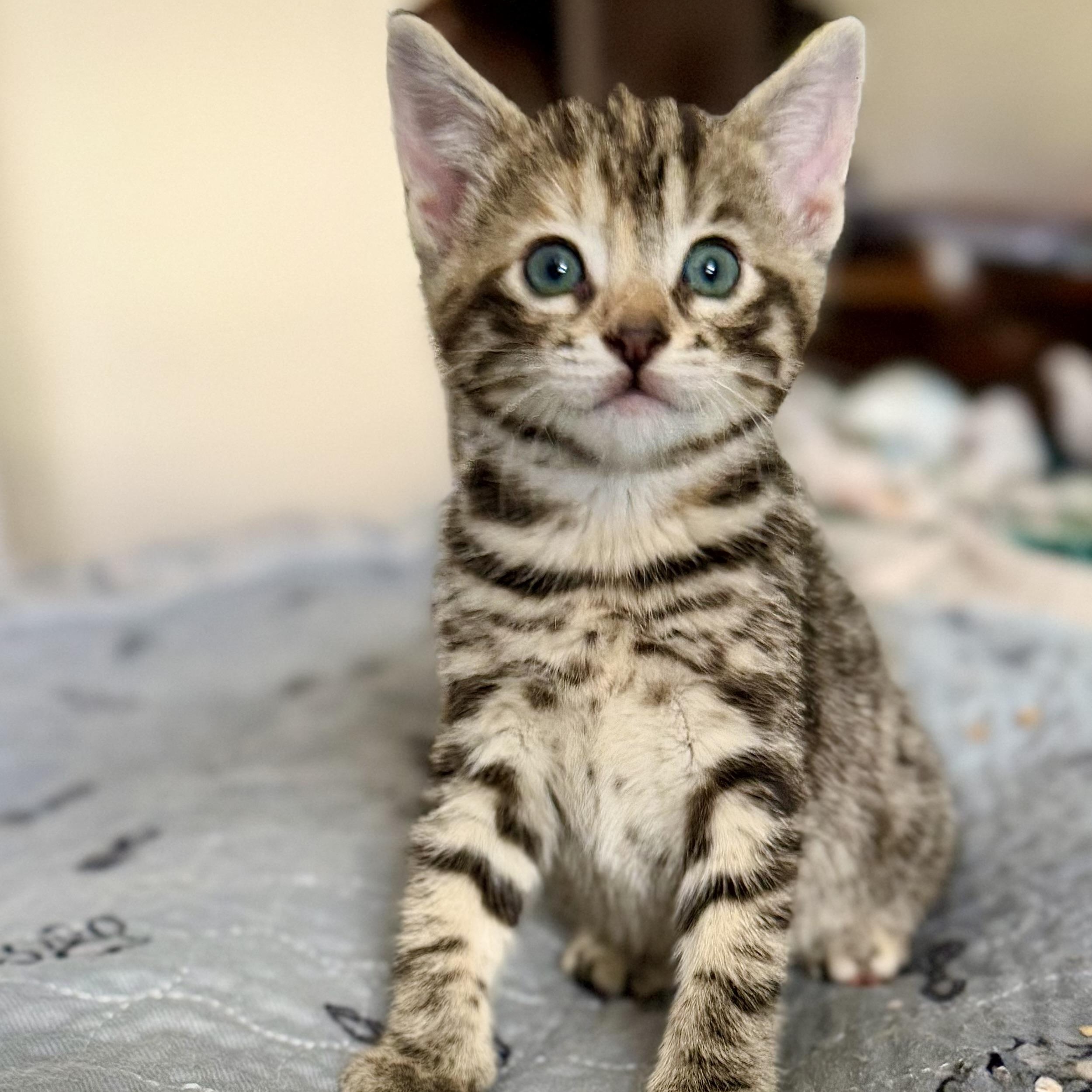 Hazel, Adoptable, Kitten Female Domestic Short Hair.