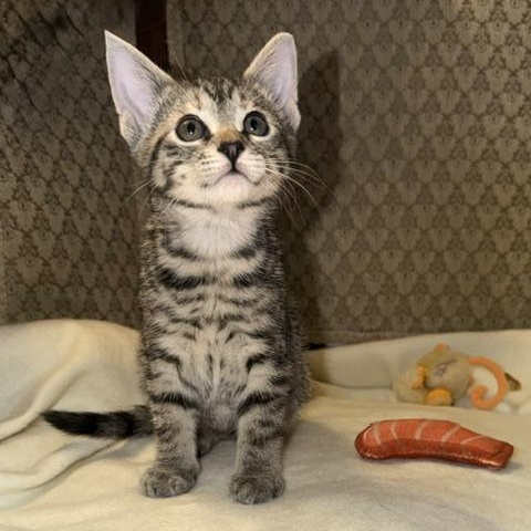 Enlarge Hazel, a Adoptable Domestic Short Hair in Ottawa, ON image 3/5