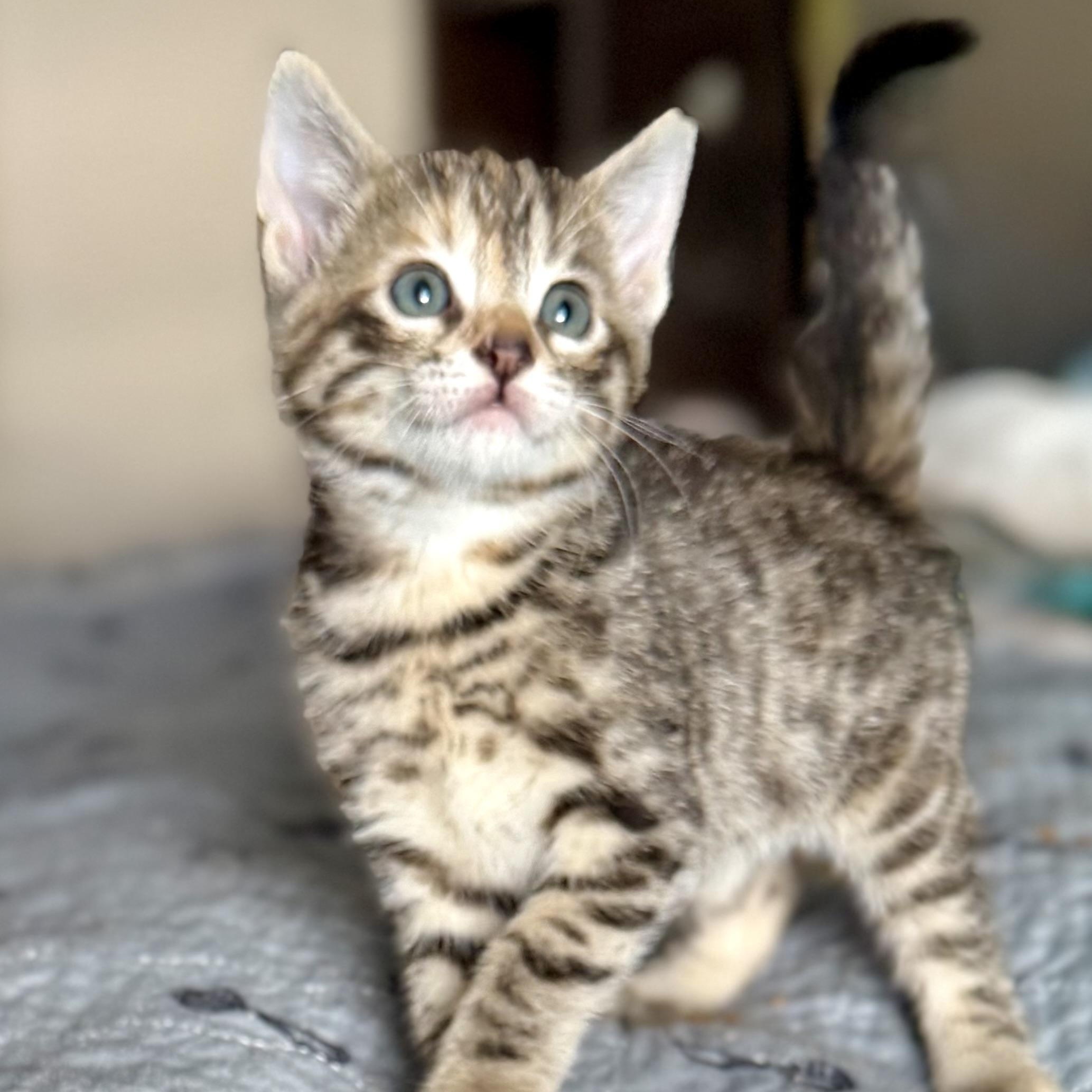Enlarge Hazel, a Adoptable Domestic Short Hair in Ottawa, ON image 2/5
