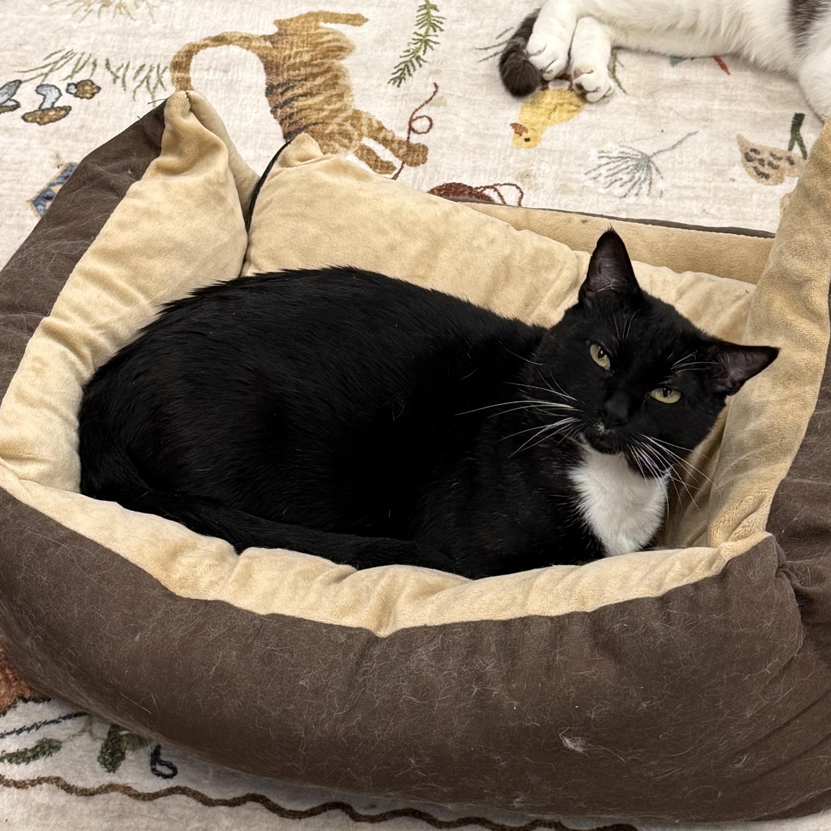 Enlarge Tuna Melt, a ADOPTABLE Tuxedo in Walnut Creek, CA image 4/6
