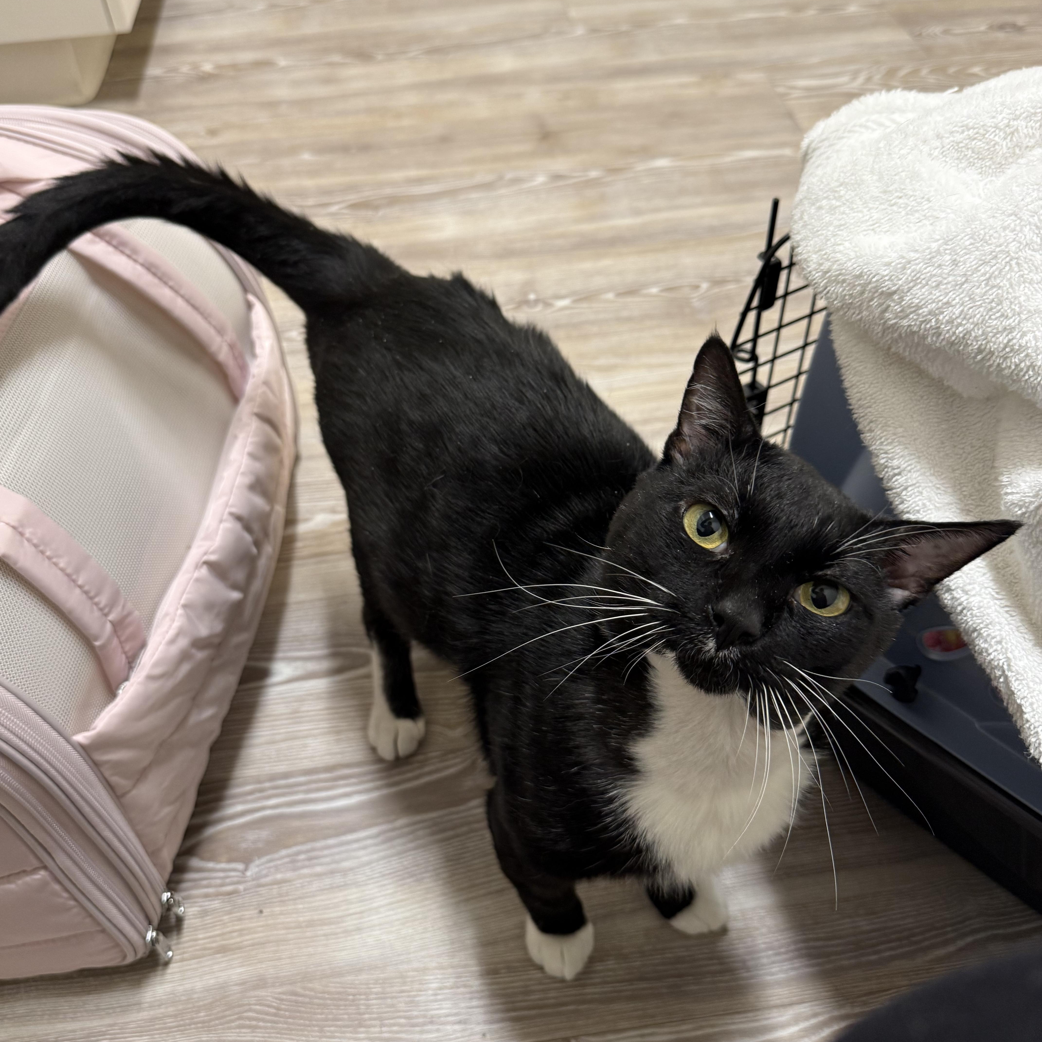 Enlarge Tuna Melt, a ADOPTABLE Tuxedo in Walnut Creek, CA image 5/6