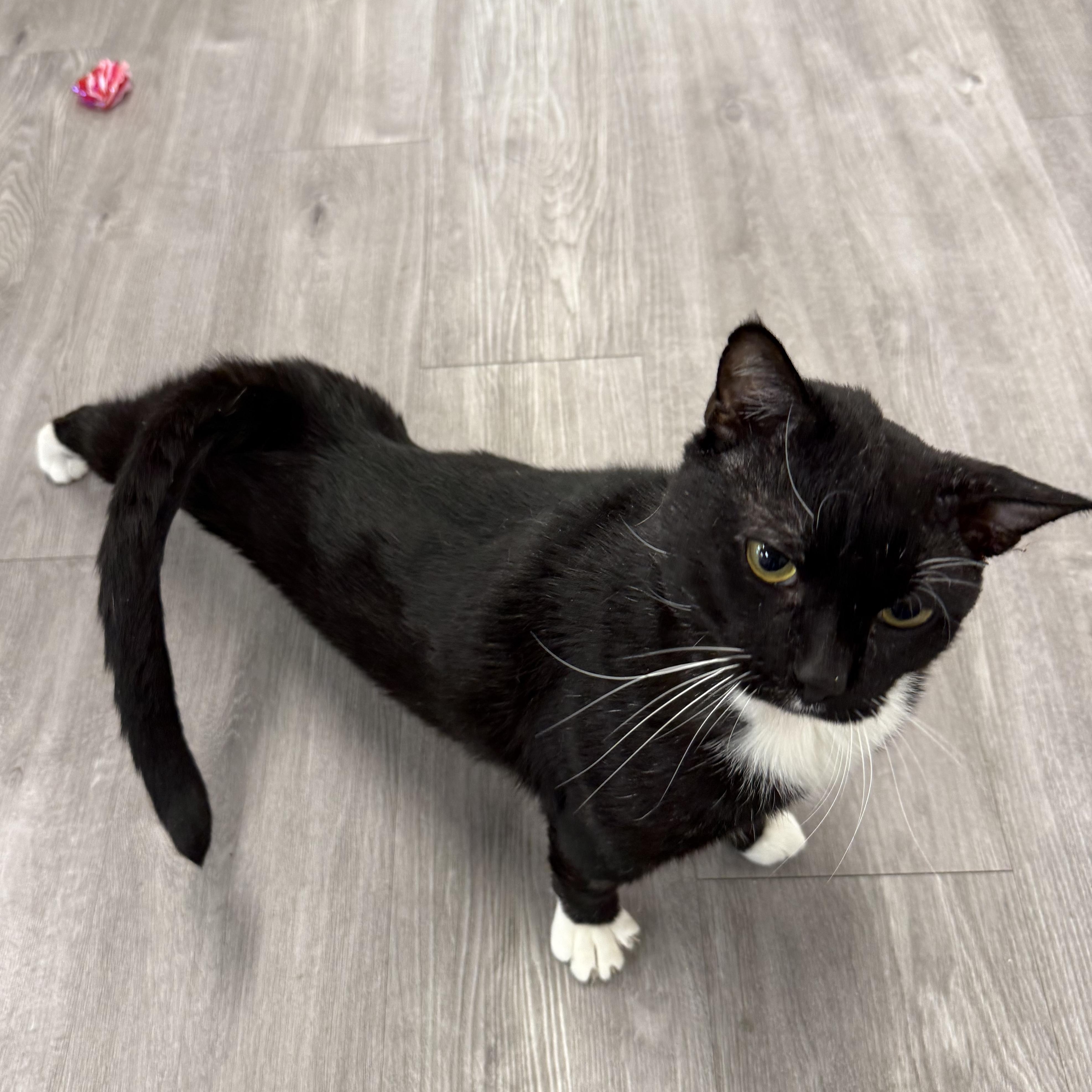 Enlarge Tuna Melt, a ADOPTABLE Tuxedo in Walnut Creek, CA image 6/6