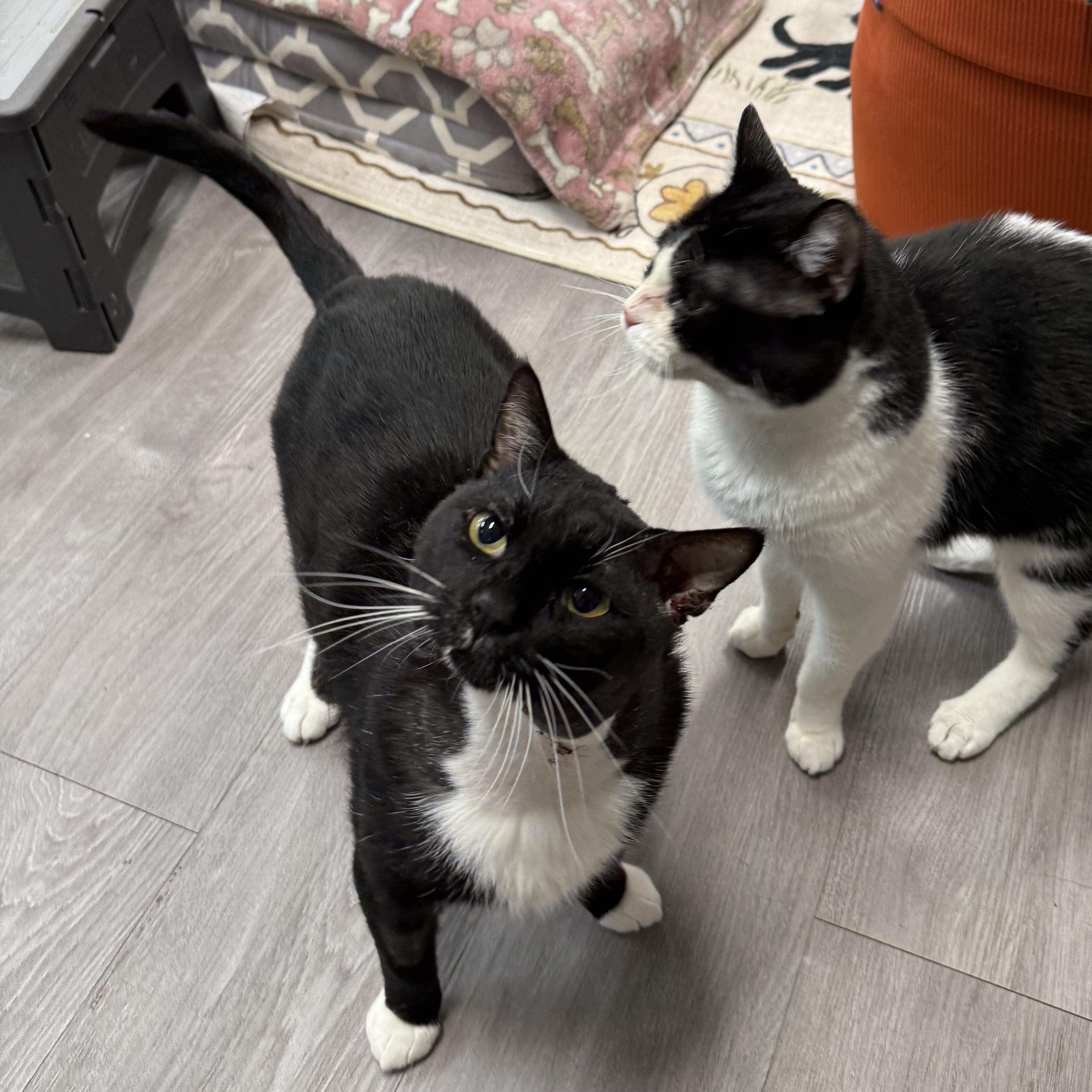 Enlarge Tuna Melt, a ADOPTABLE Tuxedo in Walnut Creek, CA image 3/6