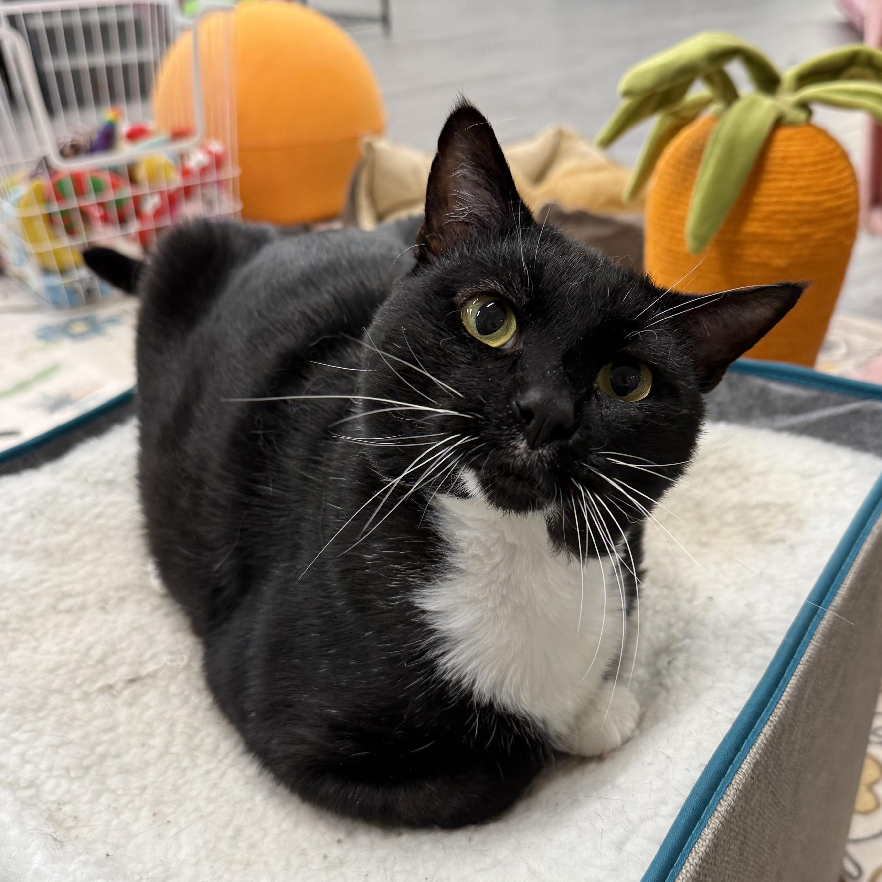 Tuna Melt, ADOPTABLE, Adult Male Tuxedo.