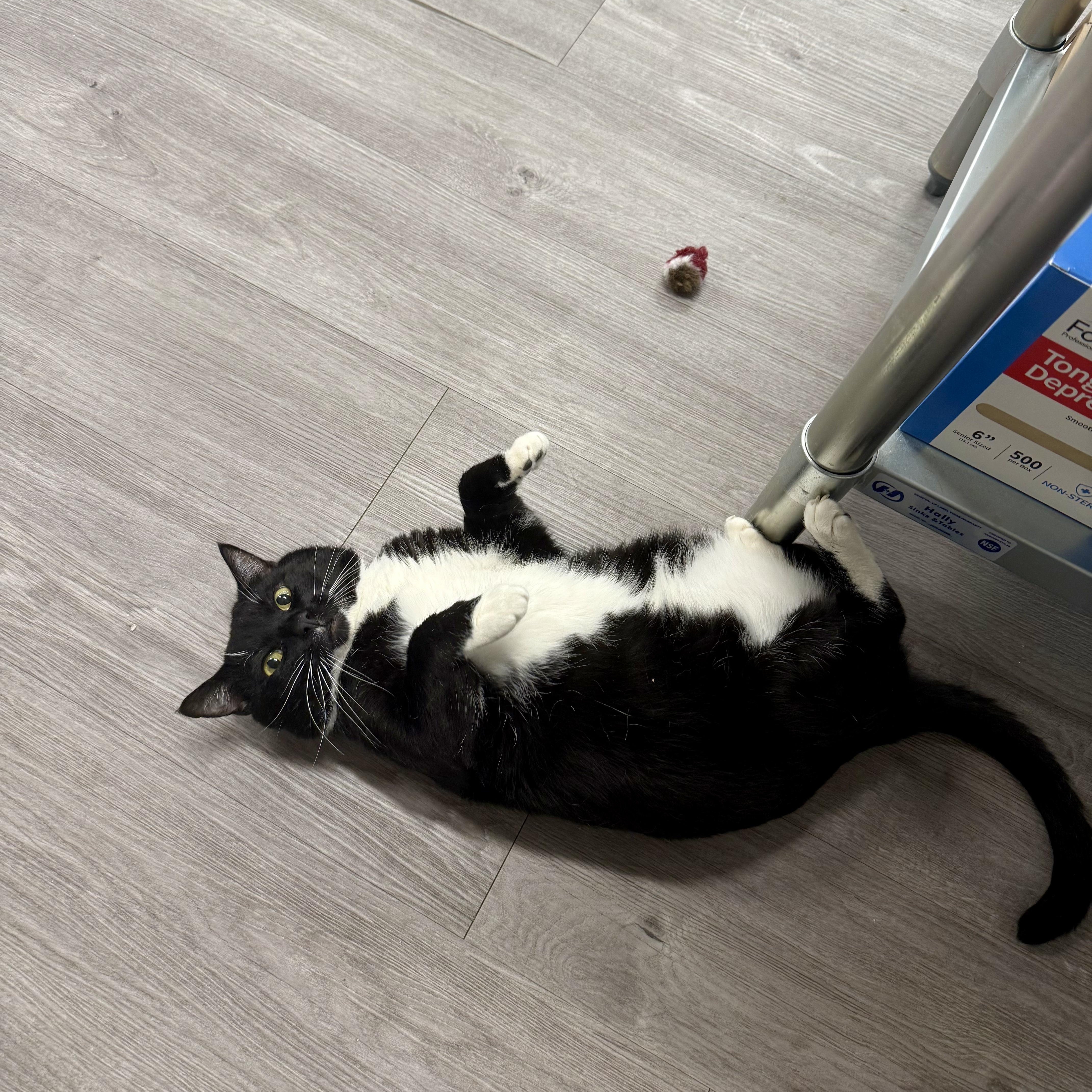 Enlarge Tuna Melt, a ADOPTABLE Tuxedo in Walnut Creek, CA image 2/6