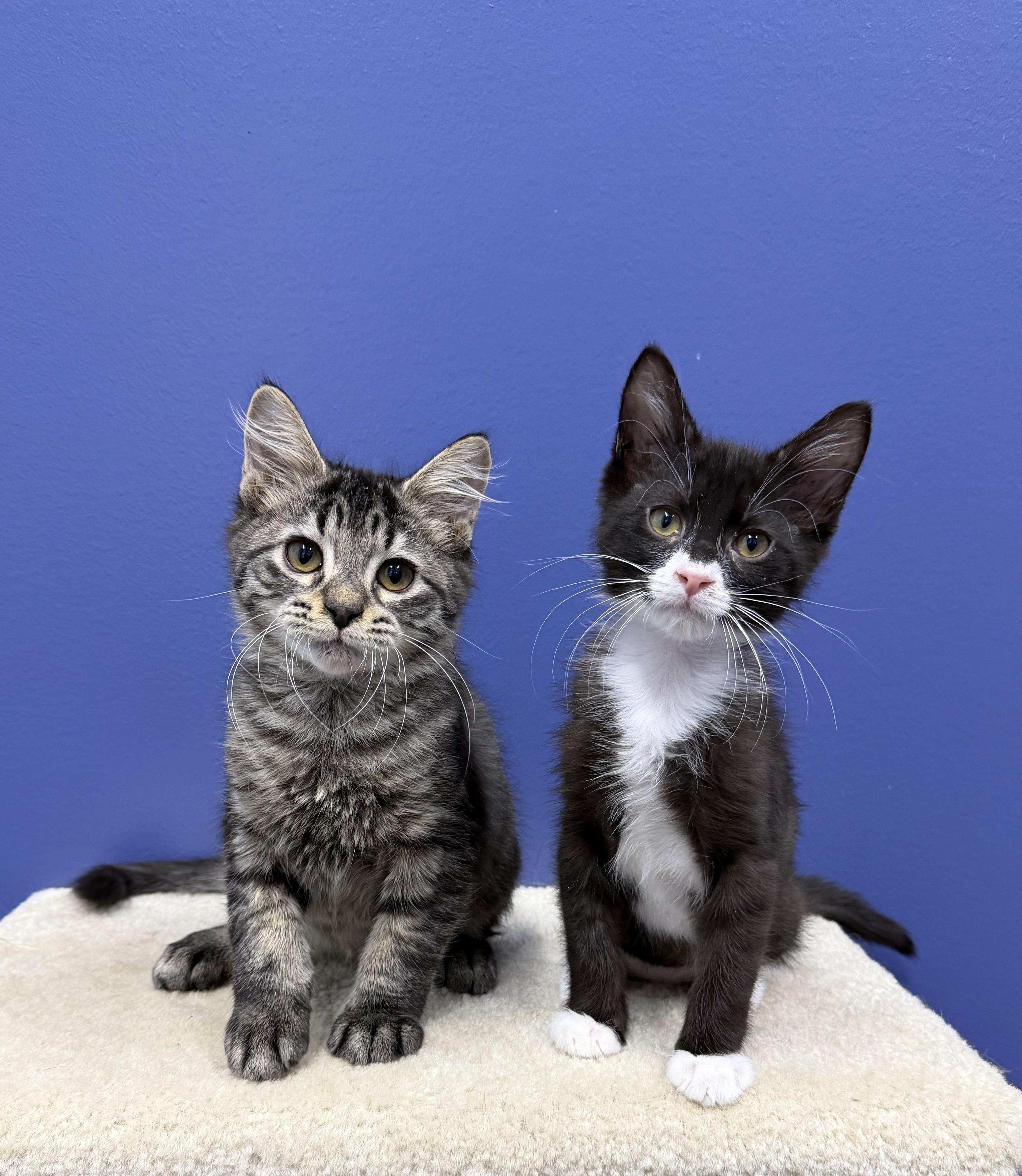 Enlarge RJ, a Adoptable Tuxedo in High Ridge, MO image 3/3