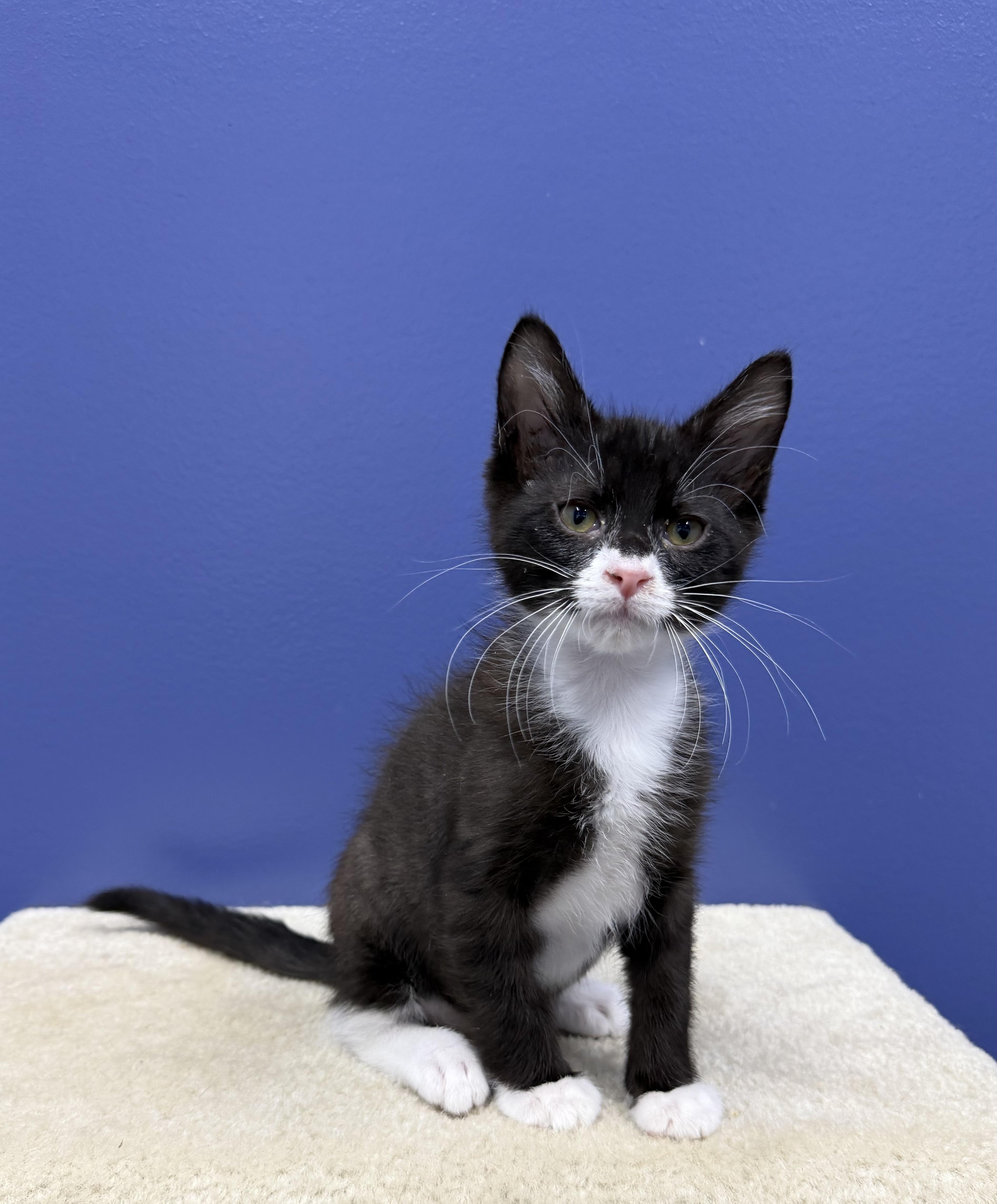 Enlarge RJ, a Adoptable Tuxedo in High Ridge, MO image 1/3