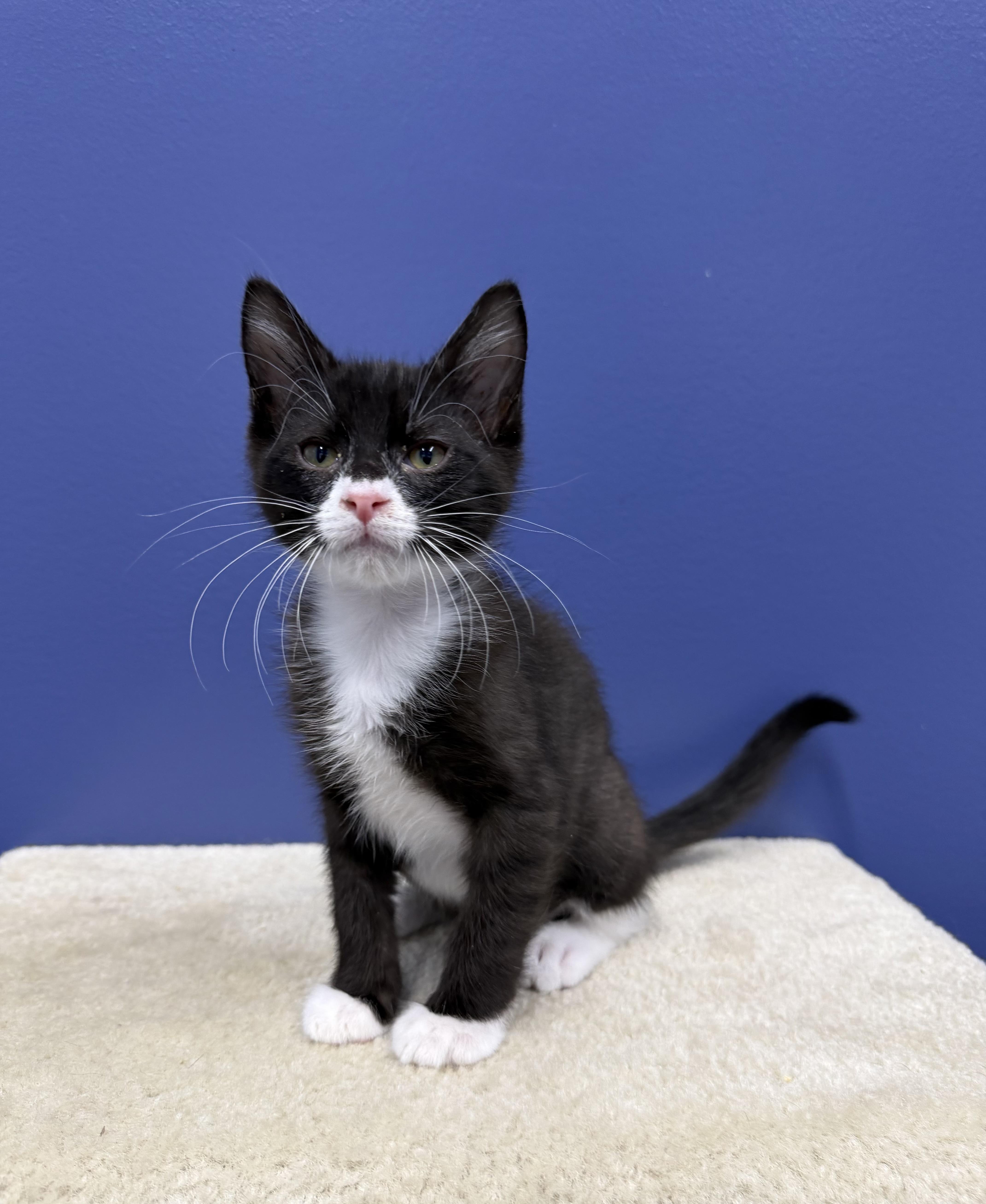Enlarge RJ, a Adoptable Tuxedo in High Ridge, MO image 2/3
