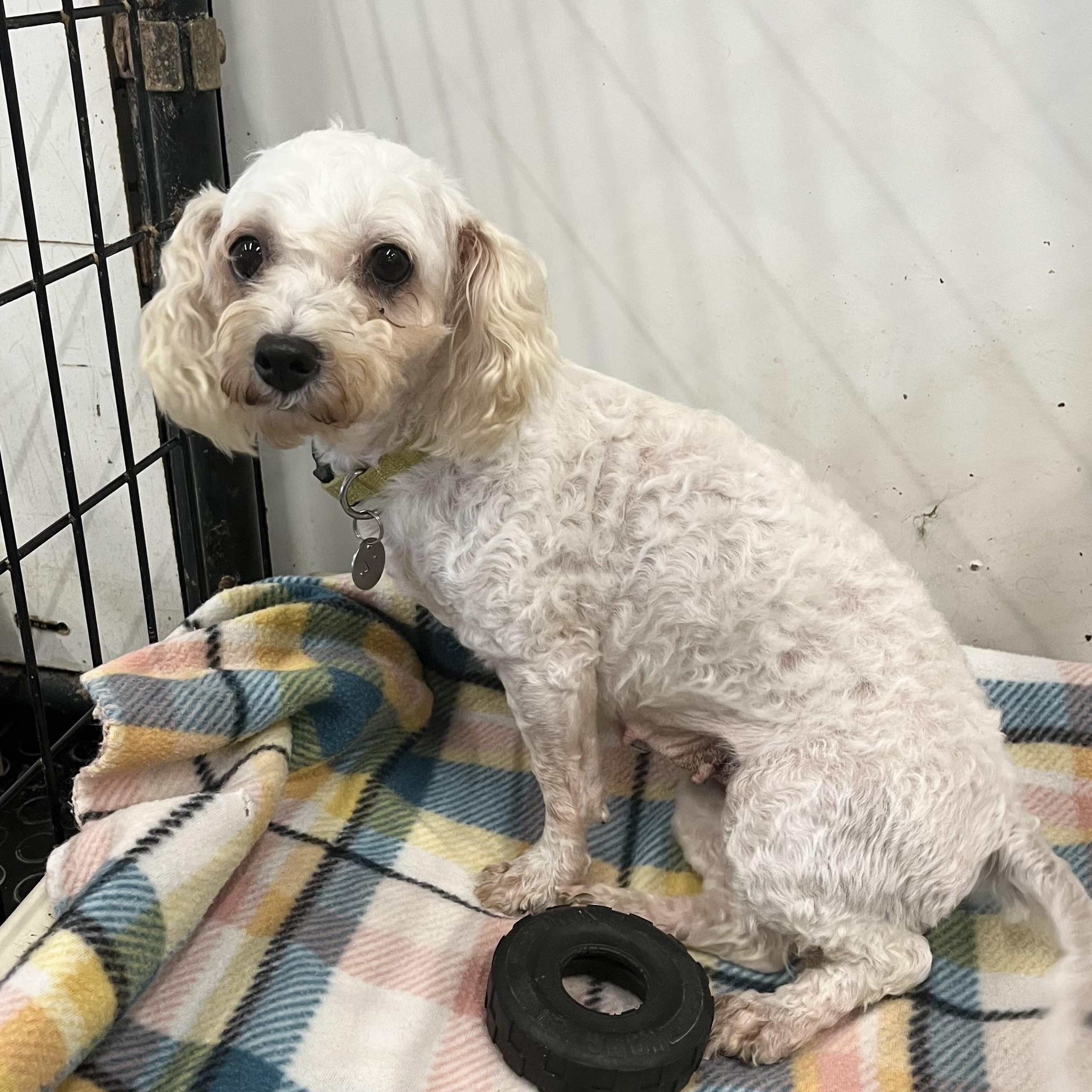 Enlarge Rhonda-Foster Home Needed, a Adoptable mixed breed in Hartland, WI image 5/6