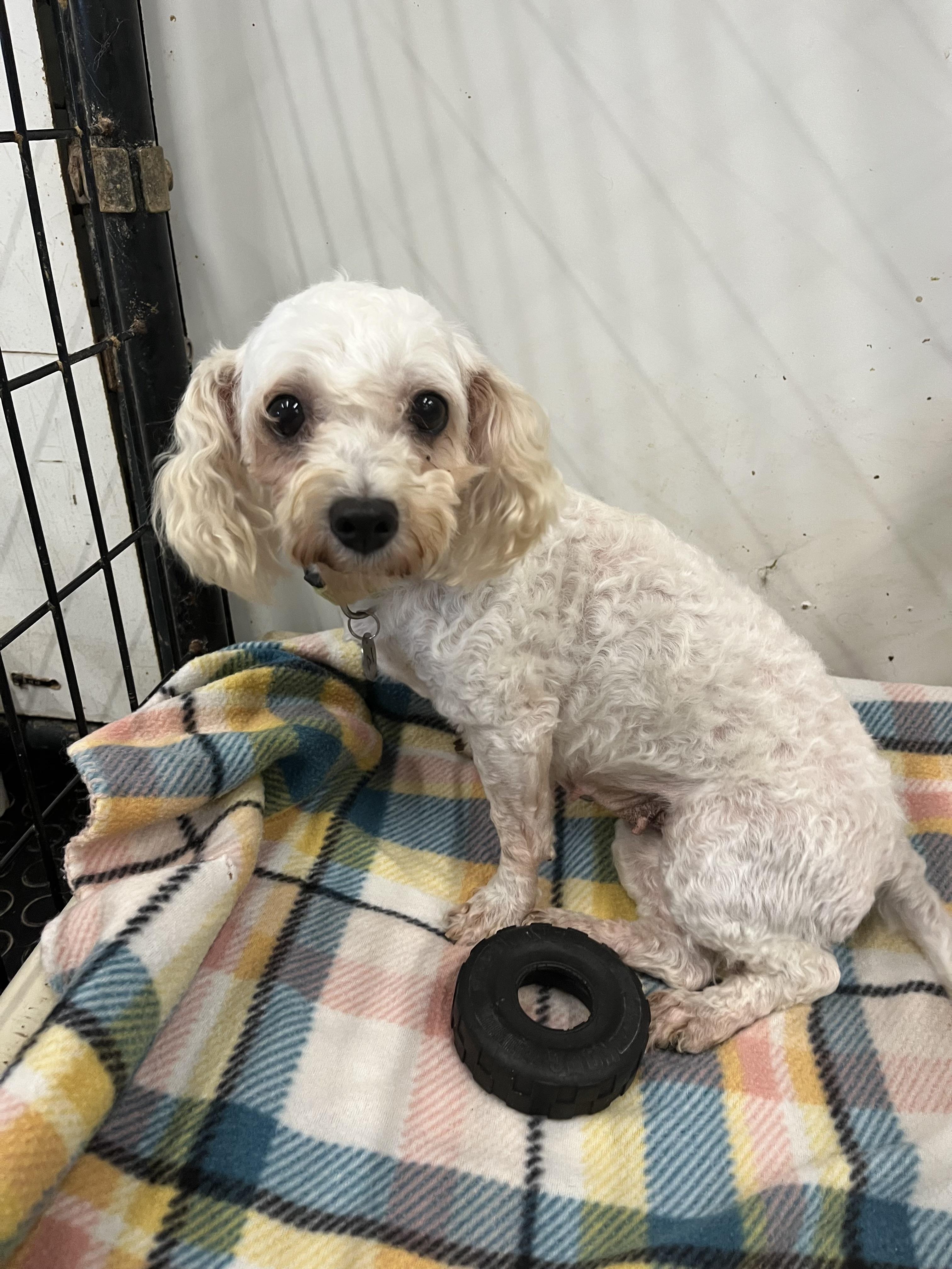 Enlarge Rhonda-Foster Home Needed, a Adoptable mixed breed in Hartland, WI image 6/6