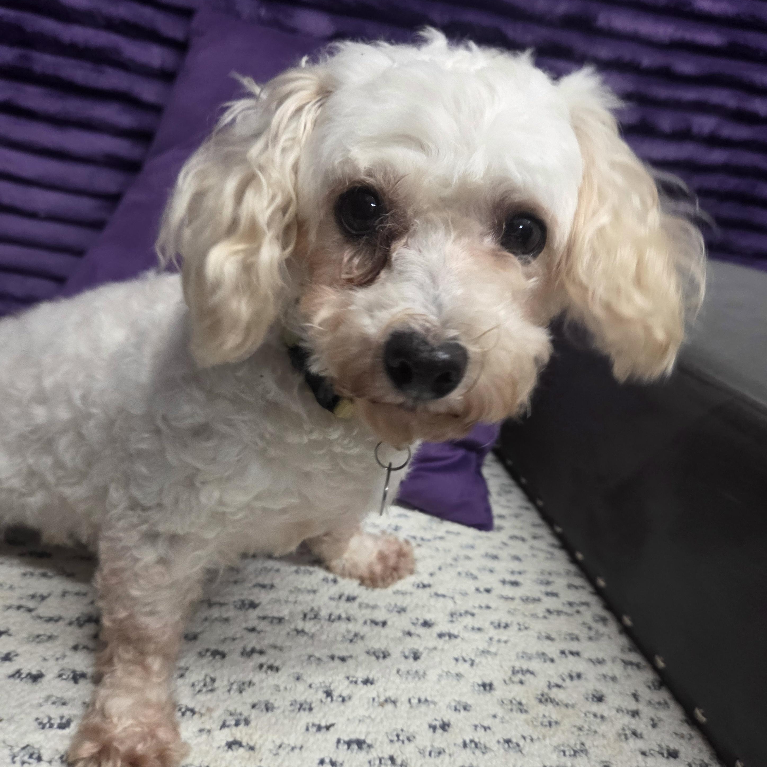 Rhonda- Foster Home Needed, Adoptable, Adult Female Poodle & Bichon Frise.