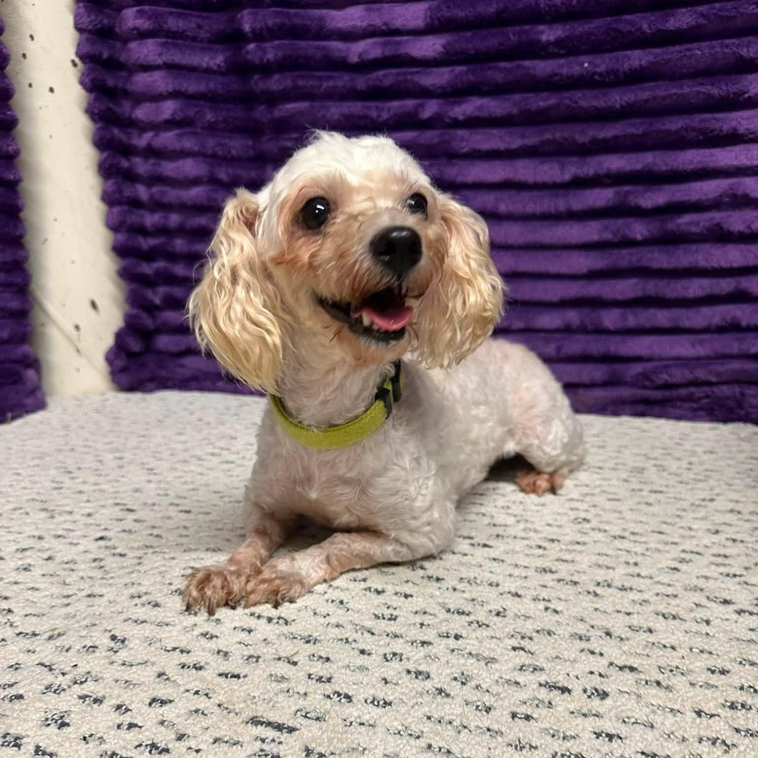 Rhonda-Foster Home Needed, Adoptable, Adult Female Poodle & Bichon Frise.