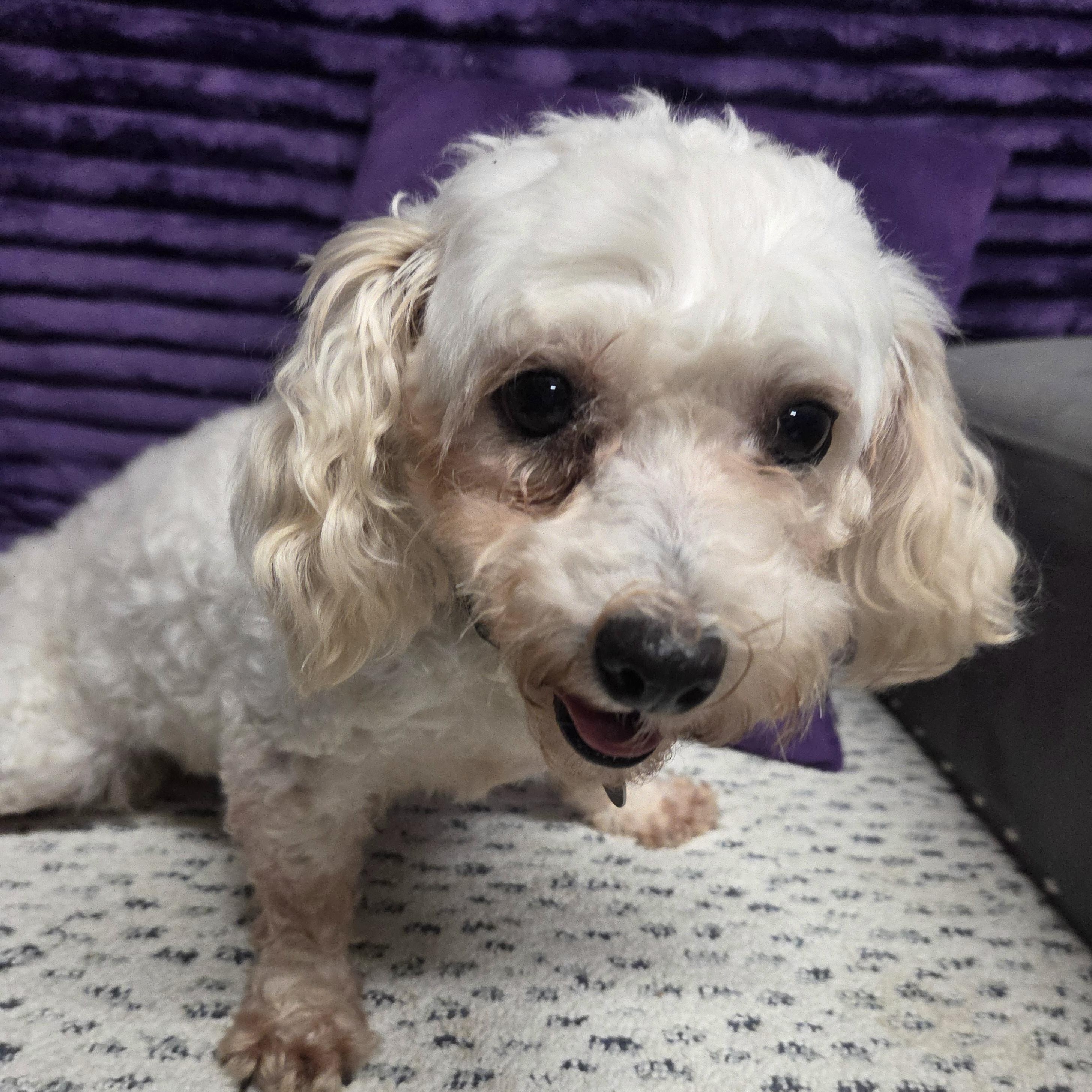 Enlarge Rhonda- Foster Home Needed, a Adoptable mixed breed in Hartland, WI image 2/6