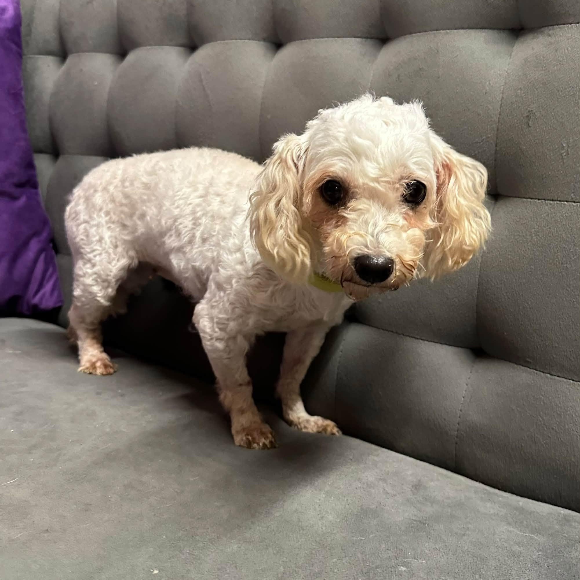 Enlarge Rhonda- Foster Home Needed, a Adoptable mixed breed in Hartland, WI image 4/6