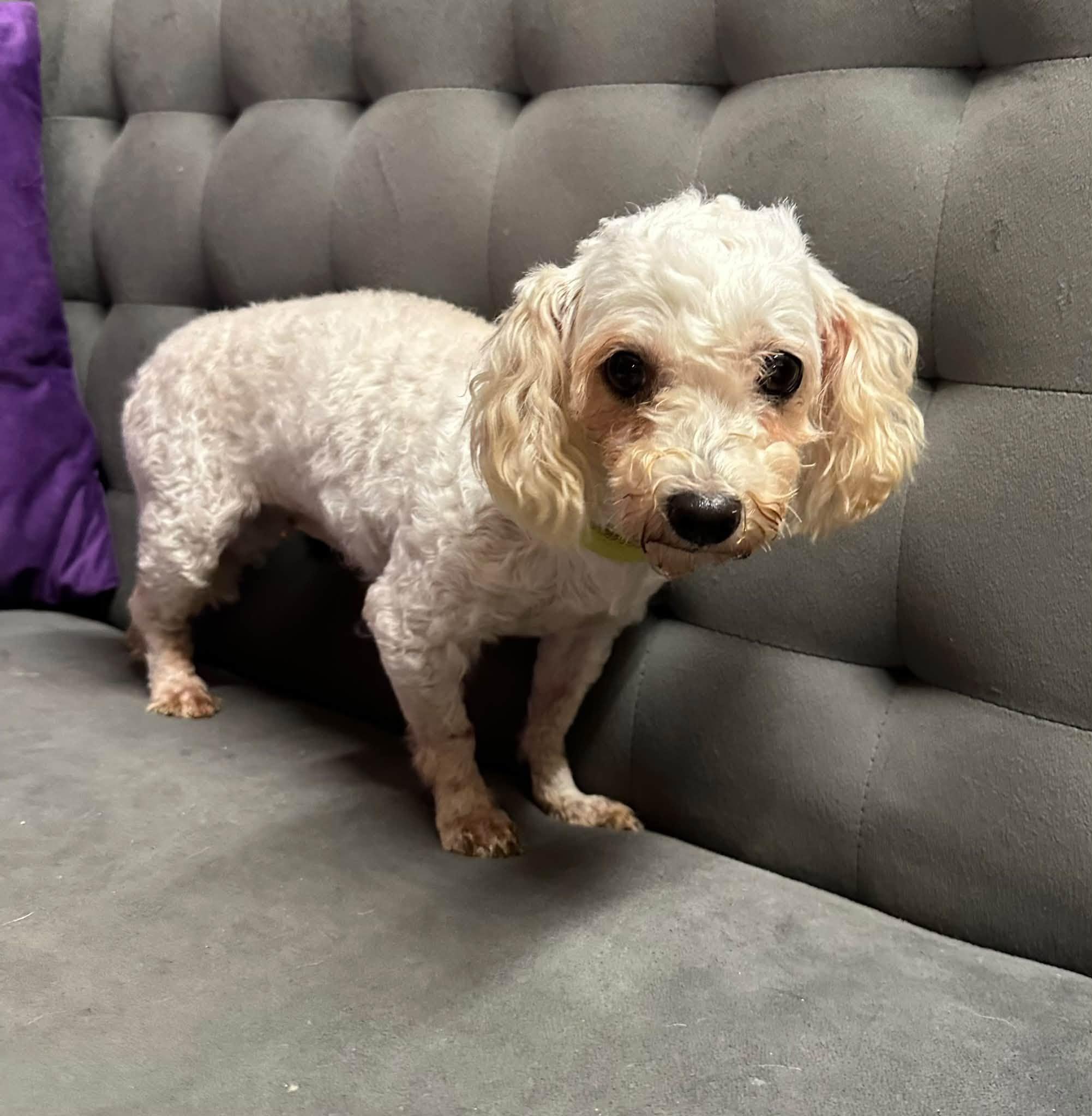 Enlarge Rhonda-Foster Home Needed, a Adoptable mixed breed in Hartland, WI image 3/6