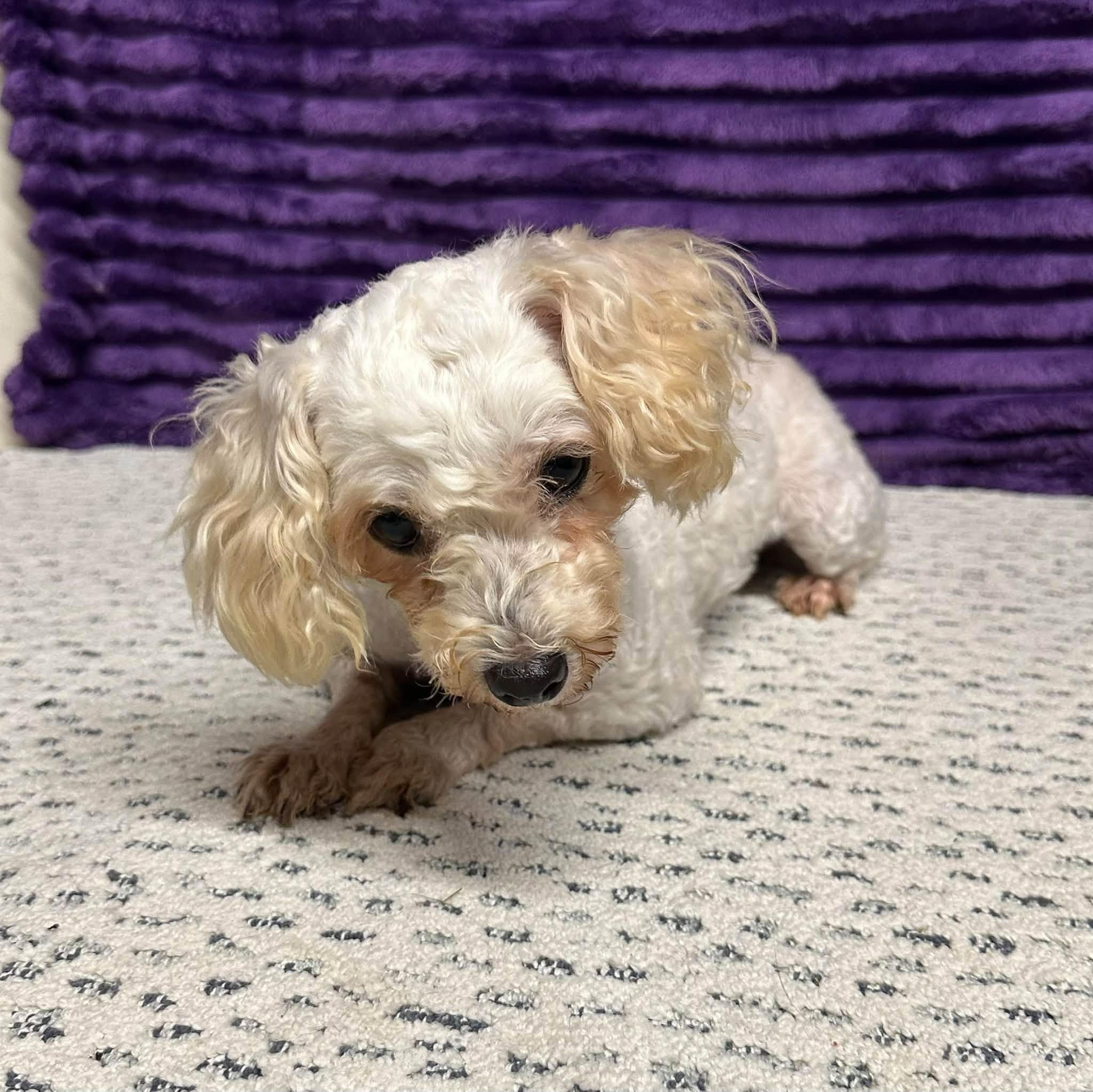 Enlarge Rhonda-Foster Home Needed, a Adoptable mixed breed in Hartland, WI image 4/6