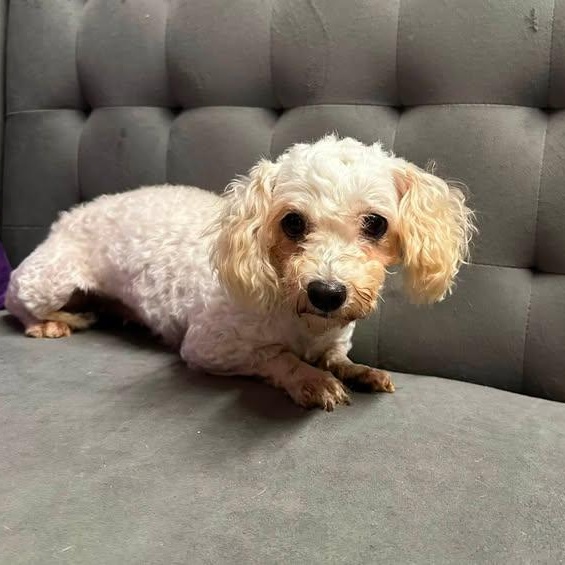 Enlarge Rhonda- Foster Home Needed, a Adoptable mixed breed in Hartland, WI image 5/6