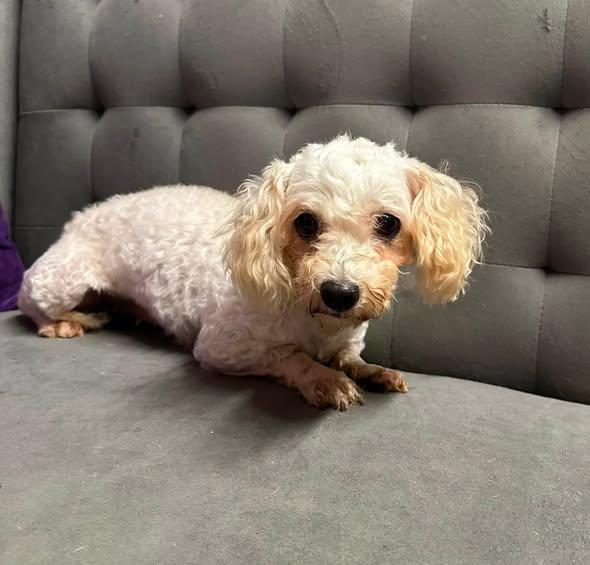 Enlarge Rhonda-Foster Home Needed, a Adoptable mixed breed in Hartland, WI image 2/6