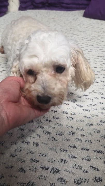 Enlarge Rhonda- Foster Home Needed, a Adoptable mixed breed in Hartland, WI video 6/6