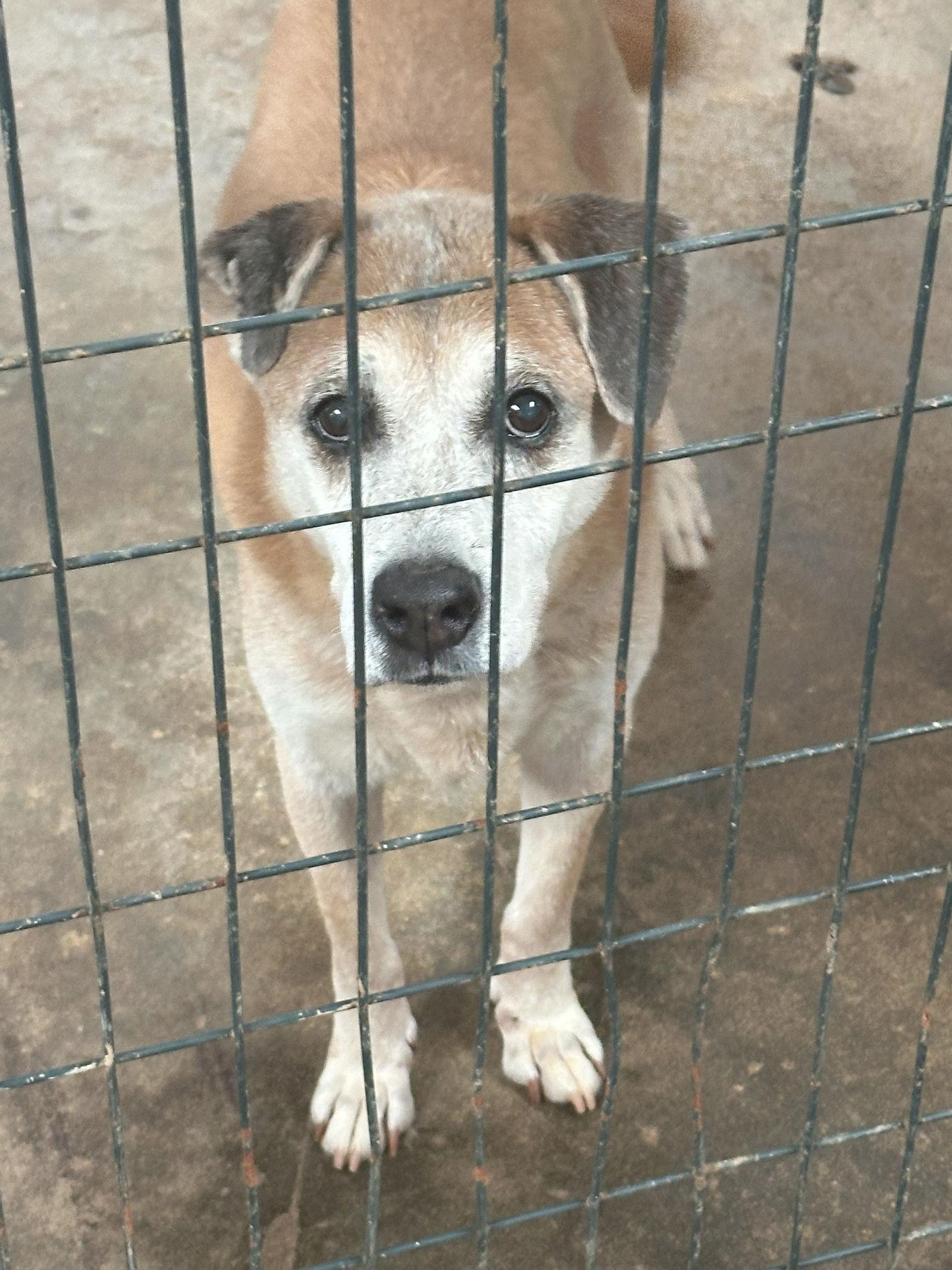 Enlarge Mae Mae, a Adoptable Shepherd in Jackson, MS image 1/2