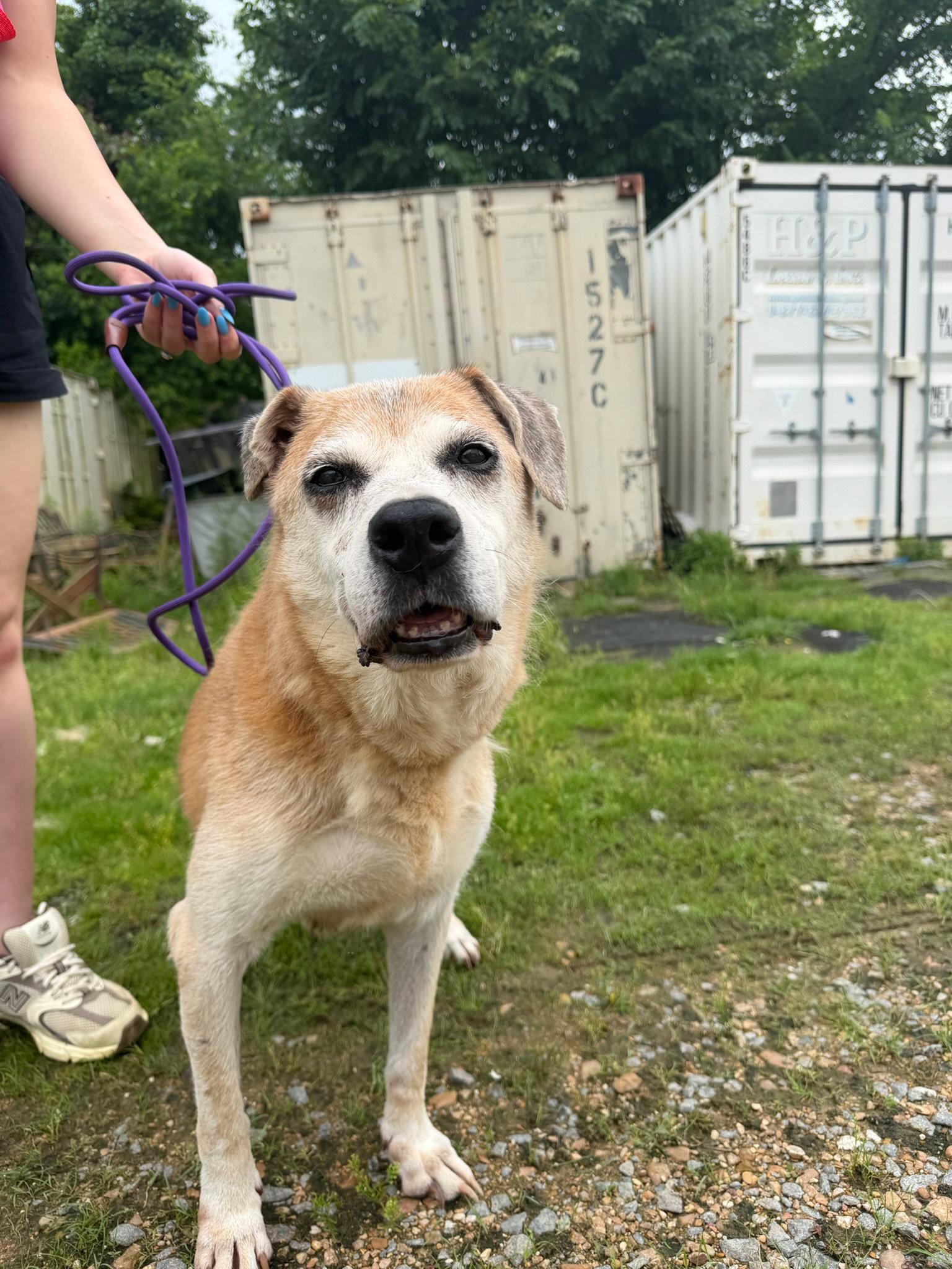 Mae Mae, a Adoptable Shepherd in Jackson, MS image 2/2
