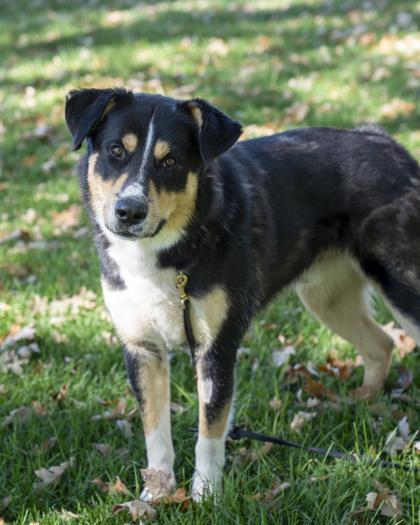 Miles, Adoptable, Adult Male Great Pyrenees & Mixed Breed.