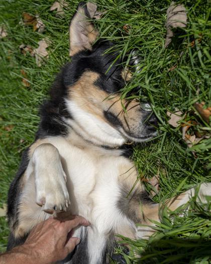 Enlarge Miles, a Adoptable mixed breed in Pequot Lakes, MN image 2/3