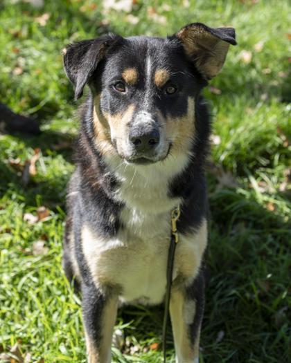 Enlarge Miles, a Adoptable mixed breed in Pequot Lakes, MN image 3/3