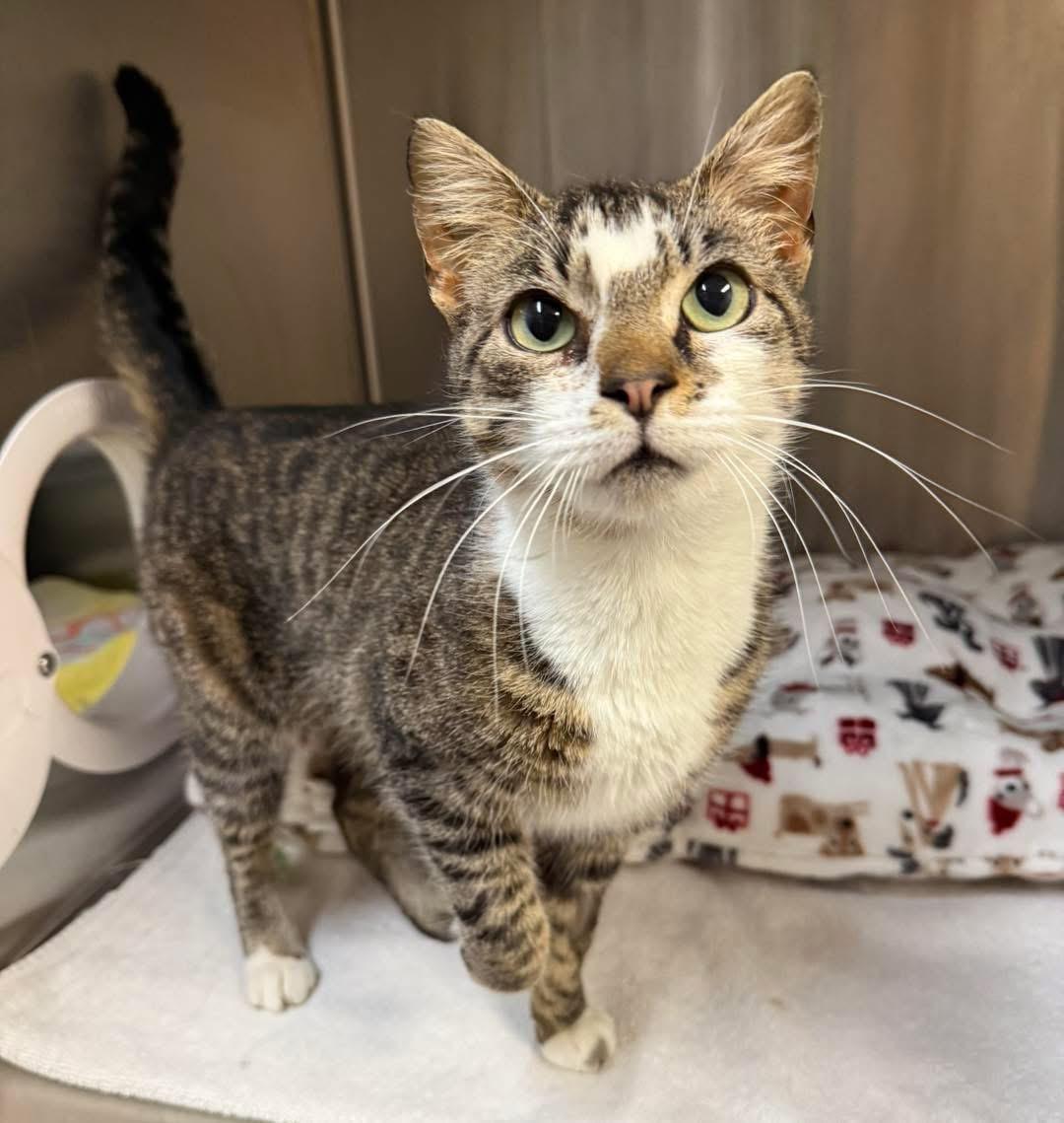 Enlarge Macy, a ADOPTABLE Domestic Short Hair in Howes Cave, NY image 1/1