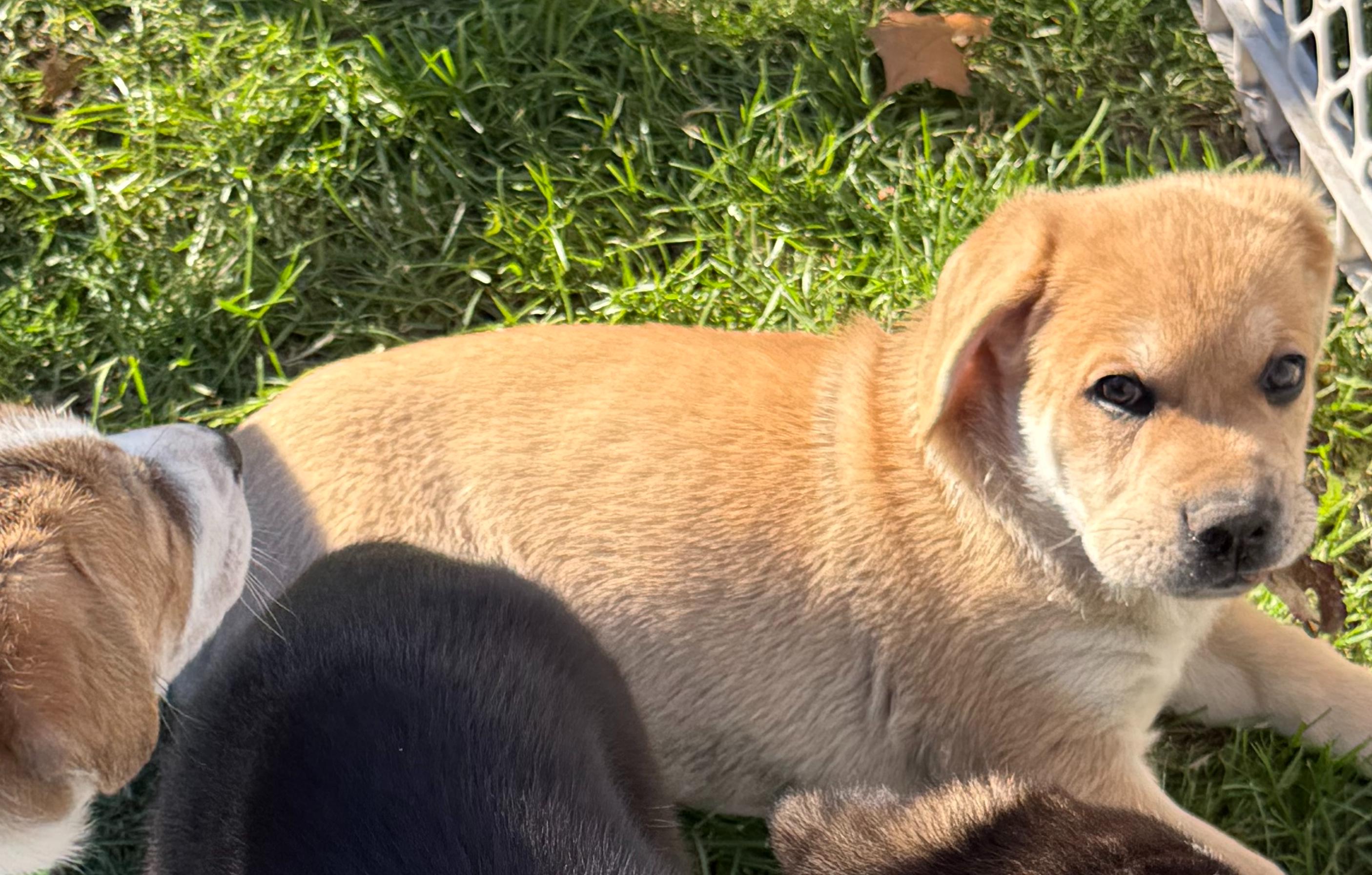 Enlarge Biscuit (M), a Adopted mixed breed in Sun Prairie, WI image 2/4