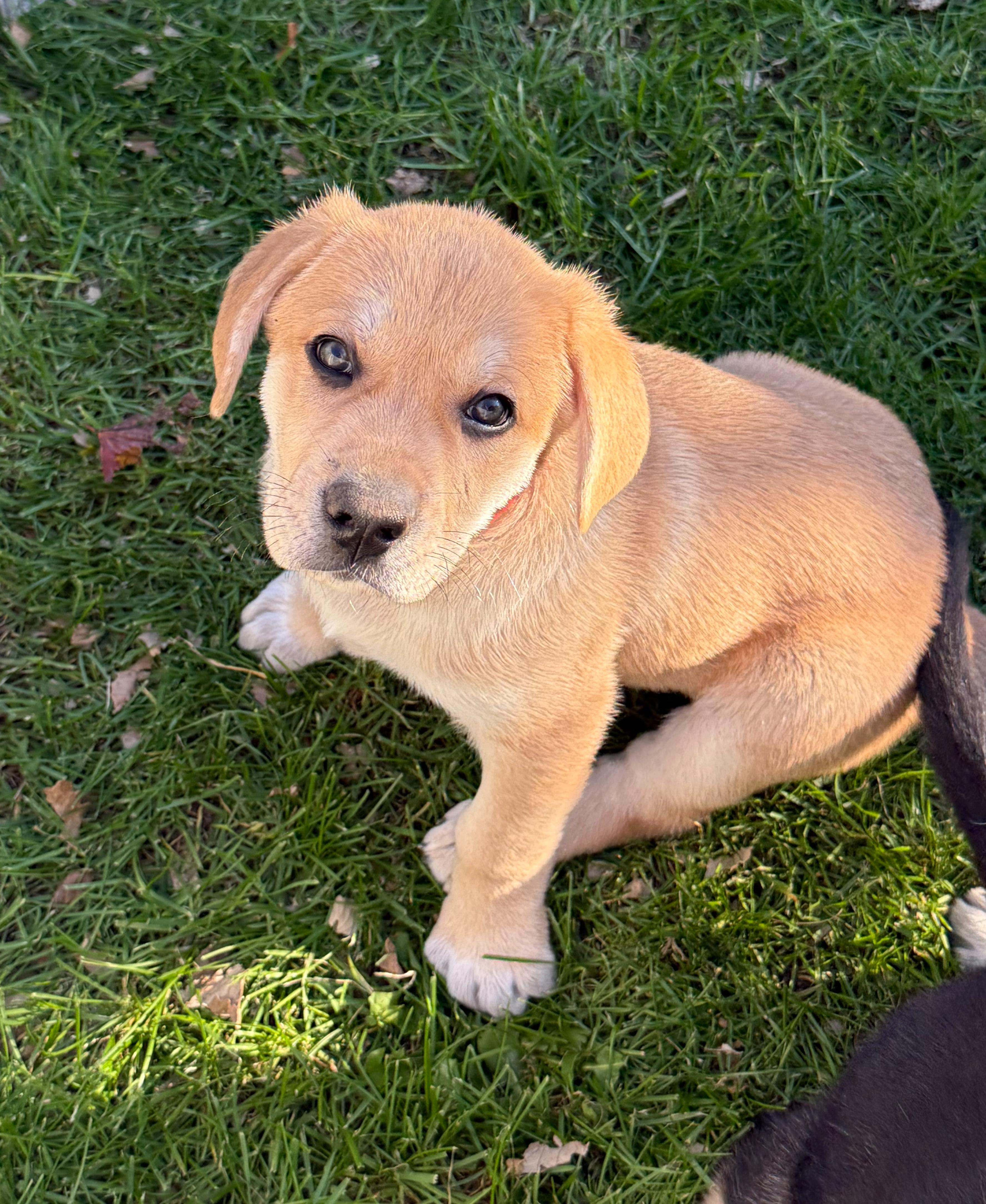 Enlarge Biscuit (M), a Adopted mixed breed in Sun Prairie, WI image 1/4