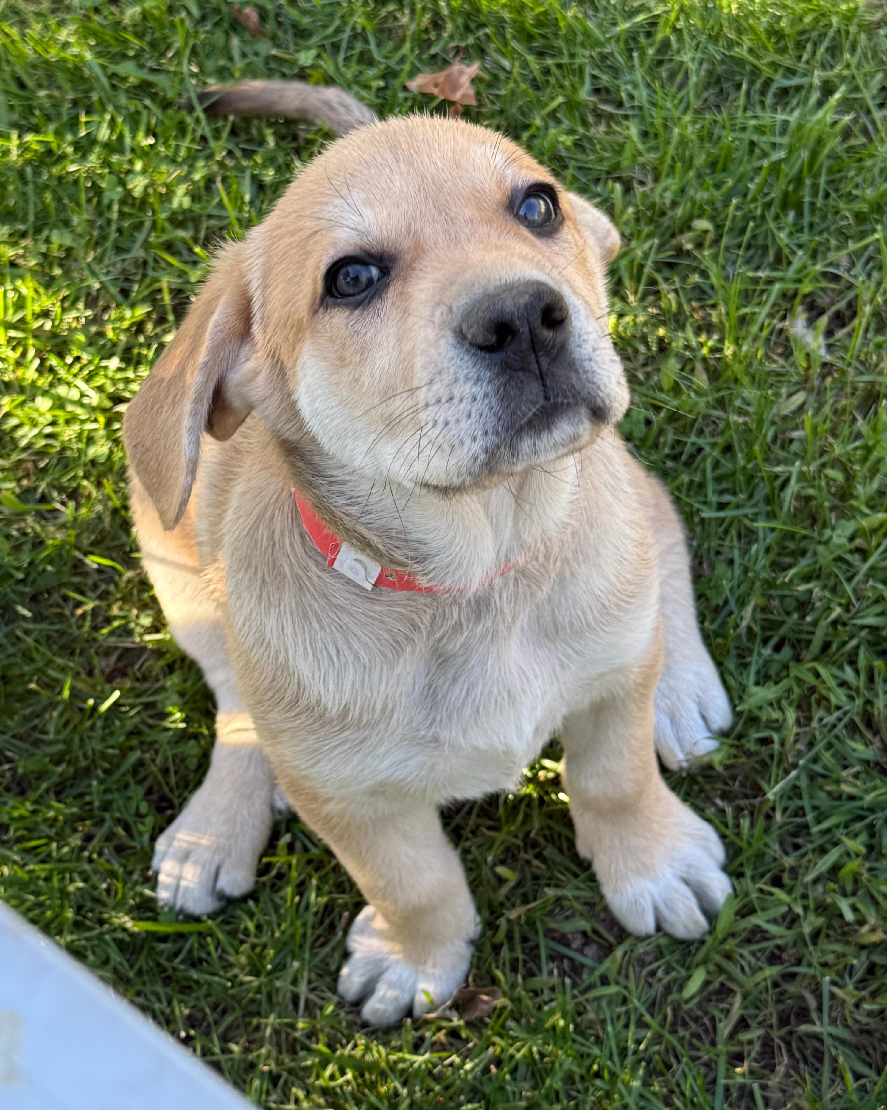 Enlarge Biscuit (M), a Adopted mixed breed in Sun Prairie, WI image 3/4